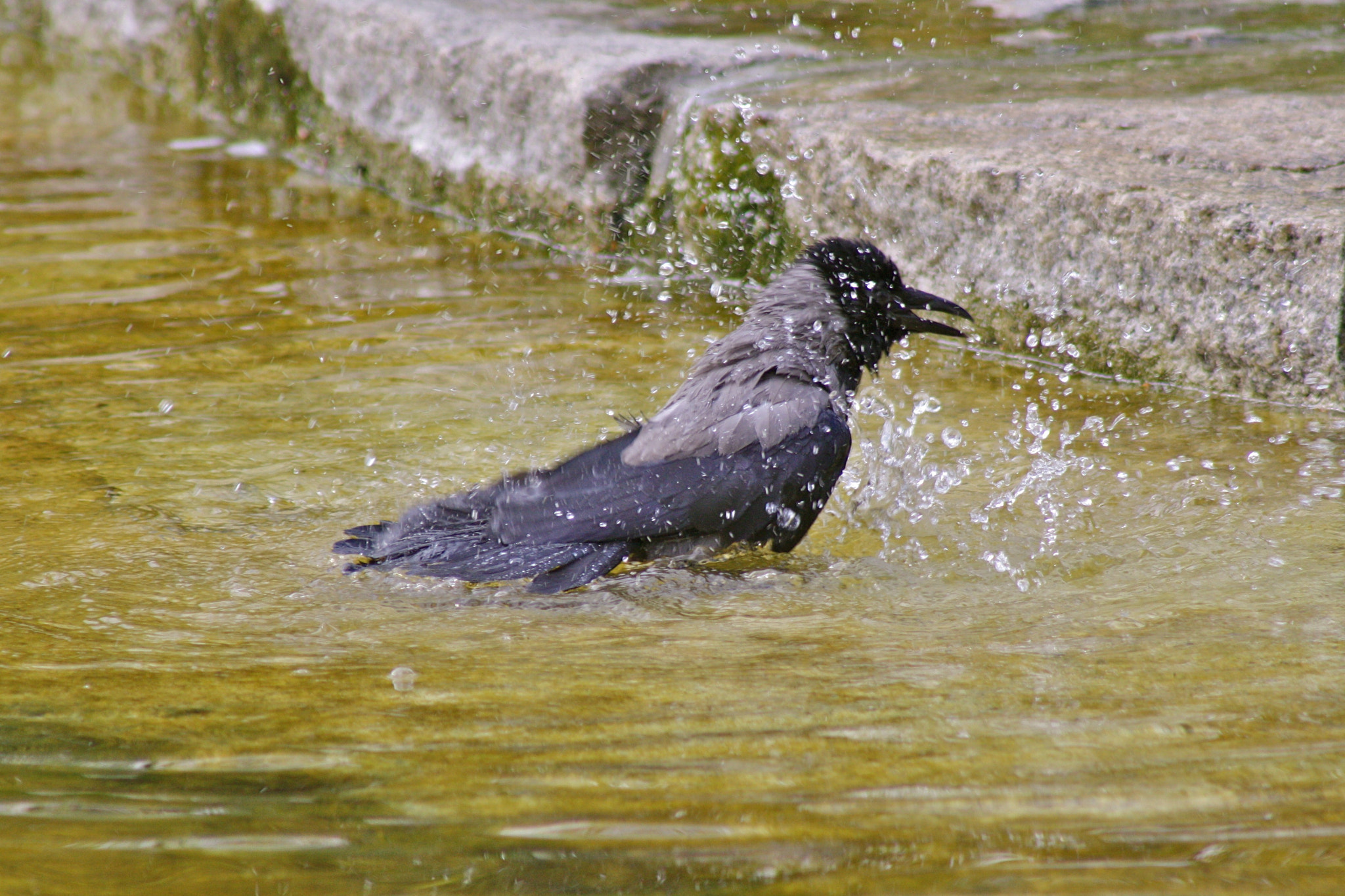 Canon EOS 1000D (EOS Digital Rebel XS / EOS Kiss F) + Canon EF 75-300mm f/4-5.6 USM sample photo. Zoologischer garten berlin photography