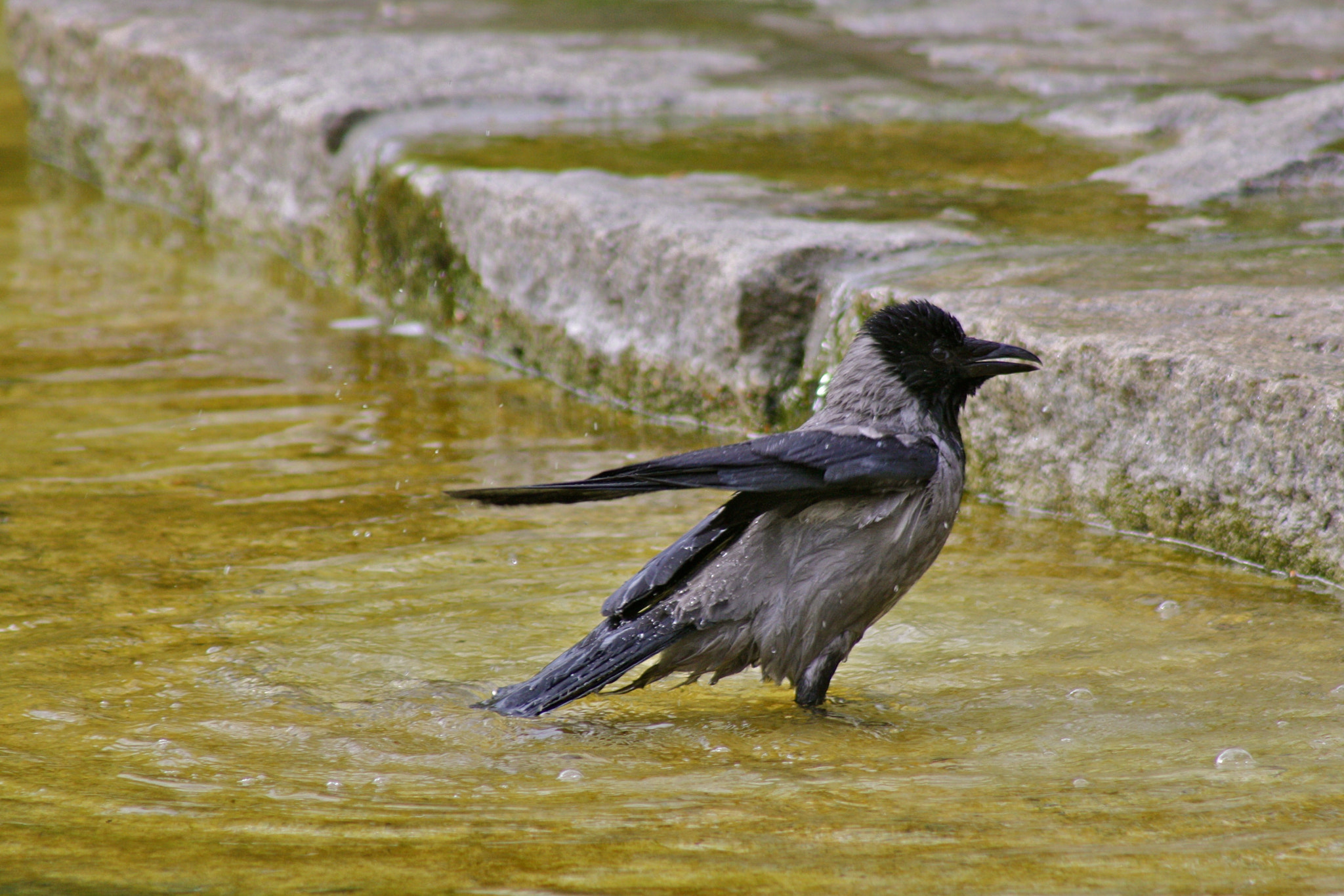 Canon EF 75-300mm f/4-5.6 USM sample photo. Zoologischer garten berlin photography