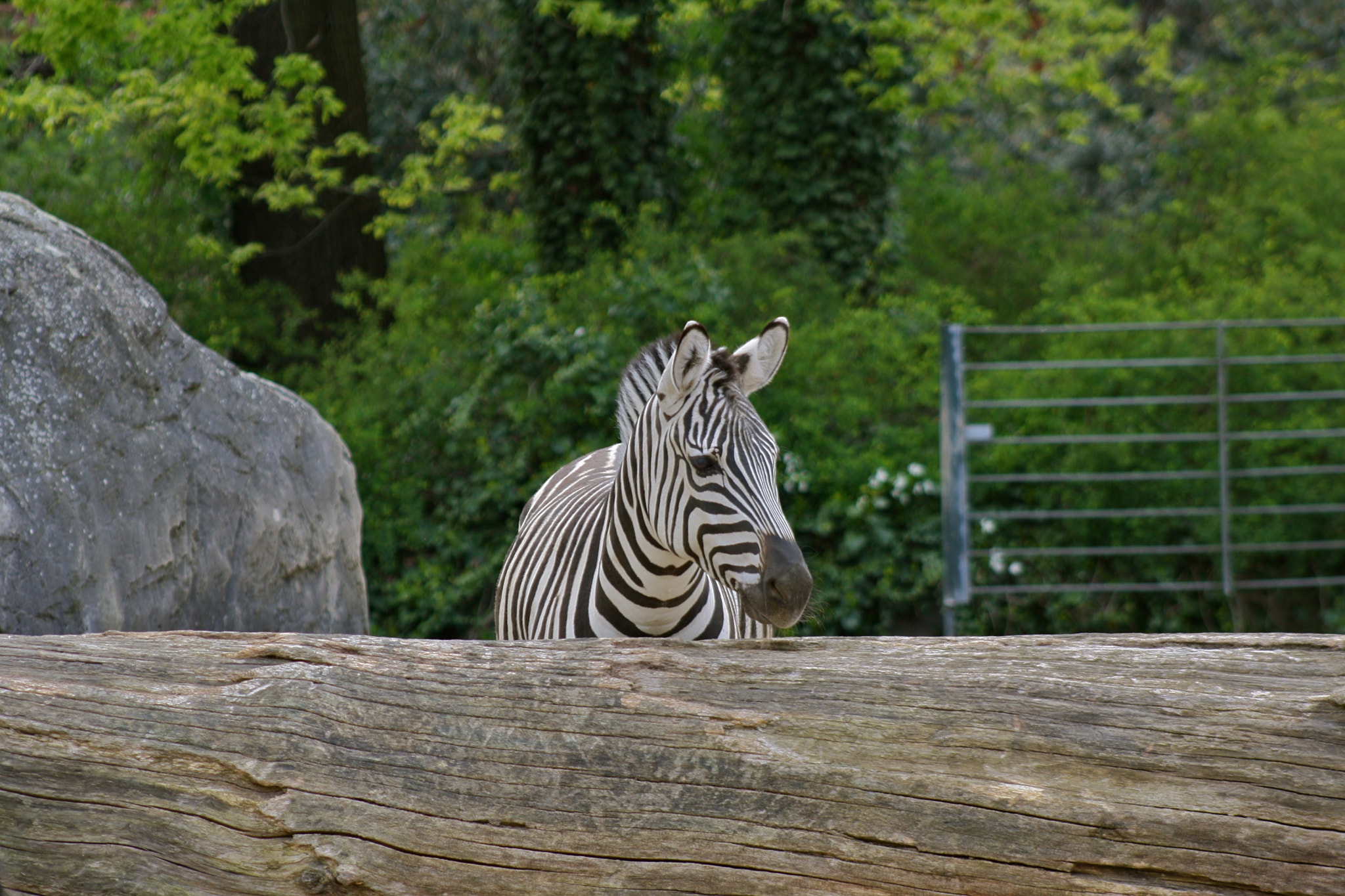 Canon EF 75-300mm f/4-5.6 USM sample photo. Zoologischer garten berlin photography
