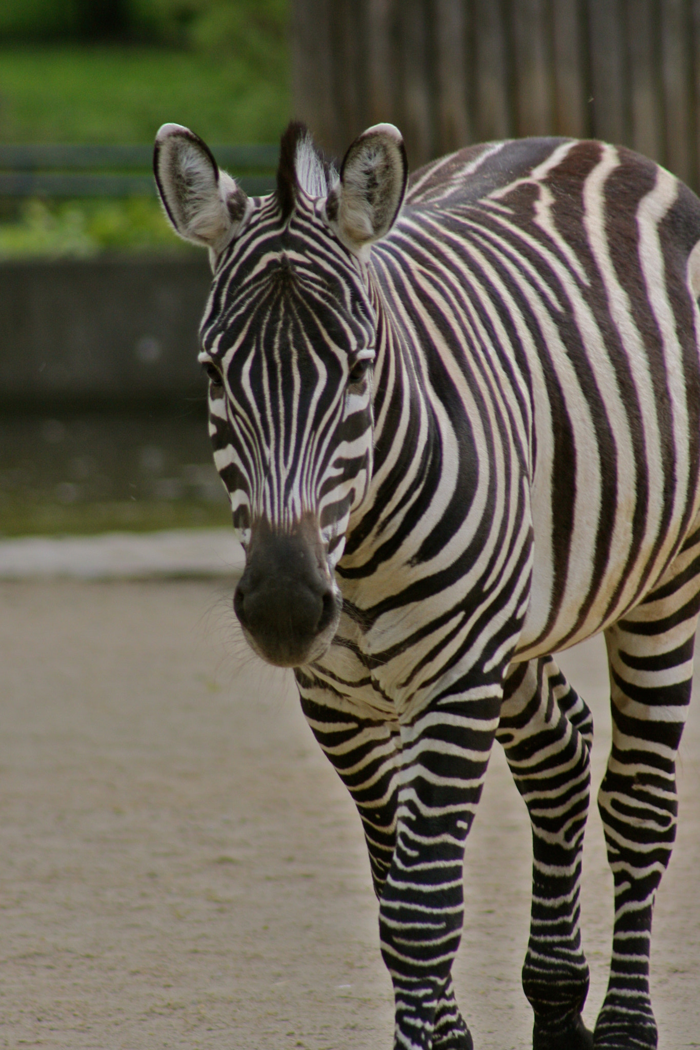 Canon EF 75-300mm f/4-5.6 USM sample photo. Zoologischer garten berlin photography