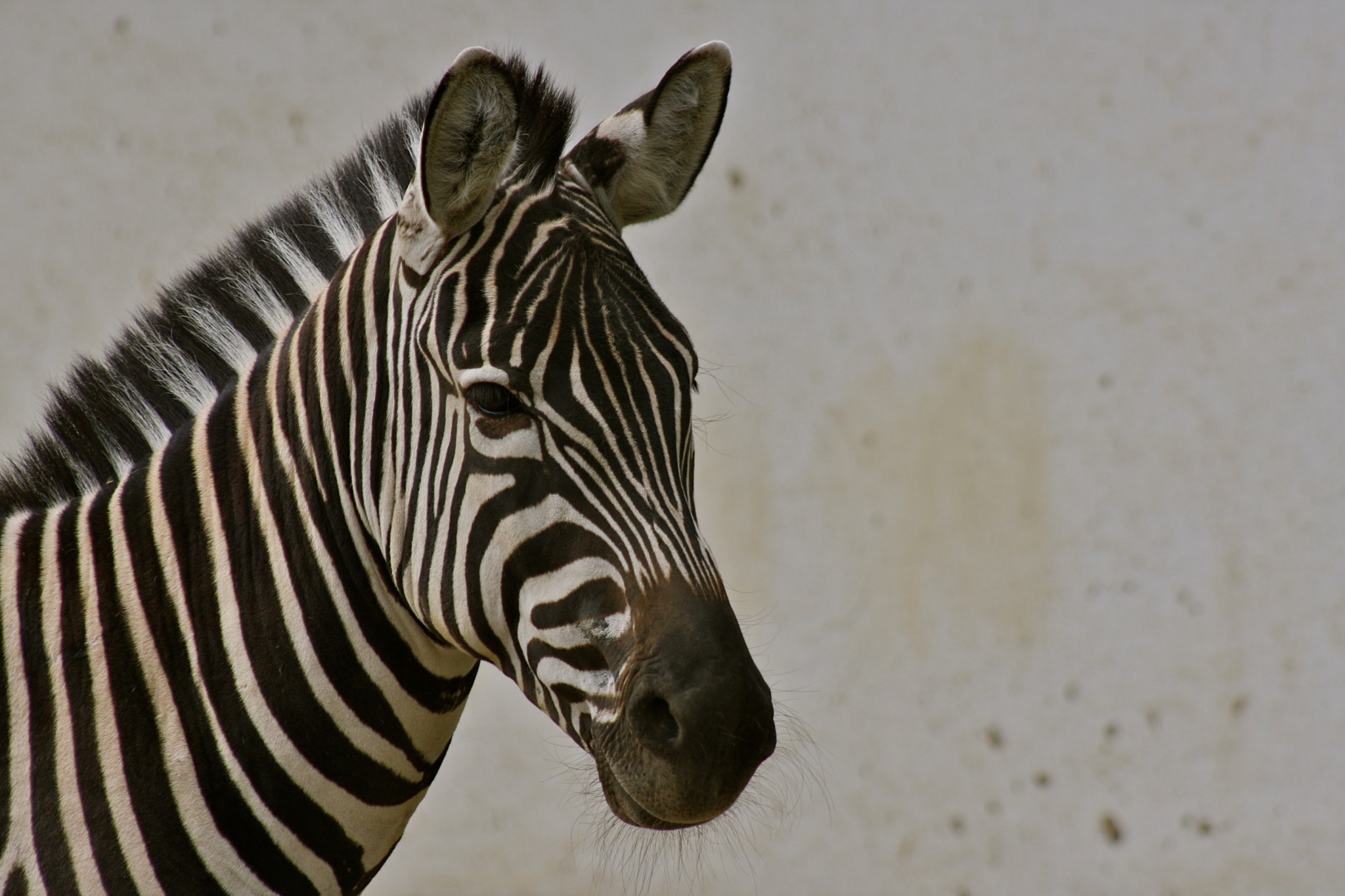 Canon EF 75-300mm f/4-5.6 USM sample photo. Zoologischer garten berlin photography