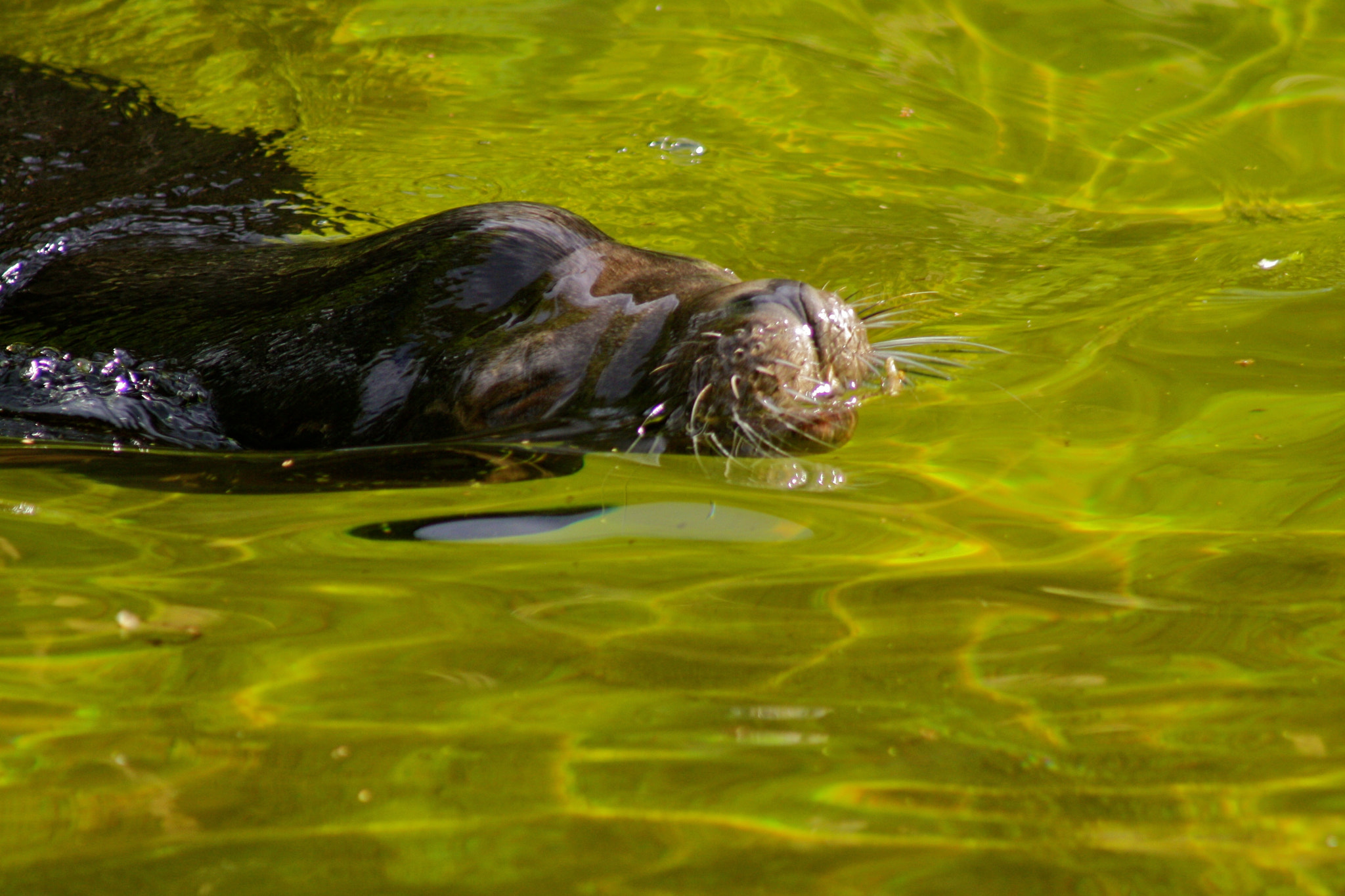 Canon EF 75-300mm f/4-5.6 USM sample photo. Zoologischer garten berlin photography