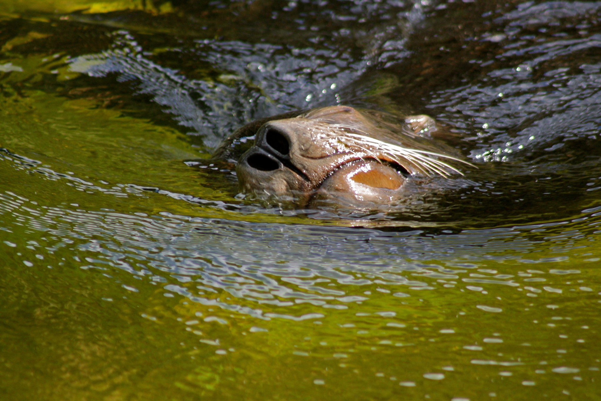 Canon EF 75-300mm f/4-5.6 USM sample photo. Zoologischer garten berlin photography