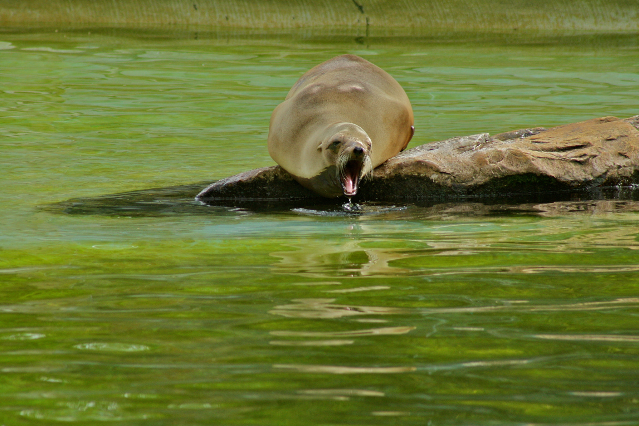 Canon EF 75-300mm f/4-5.6 USM sample photo. Zoologischer garten berlin photography