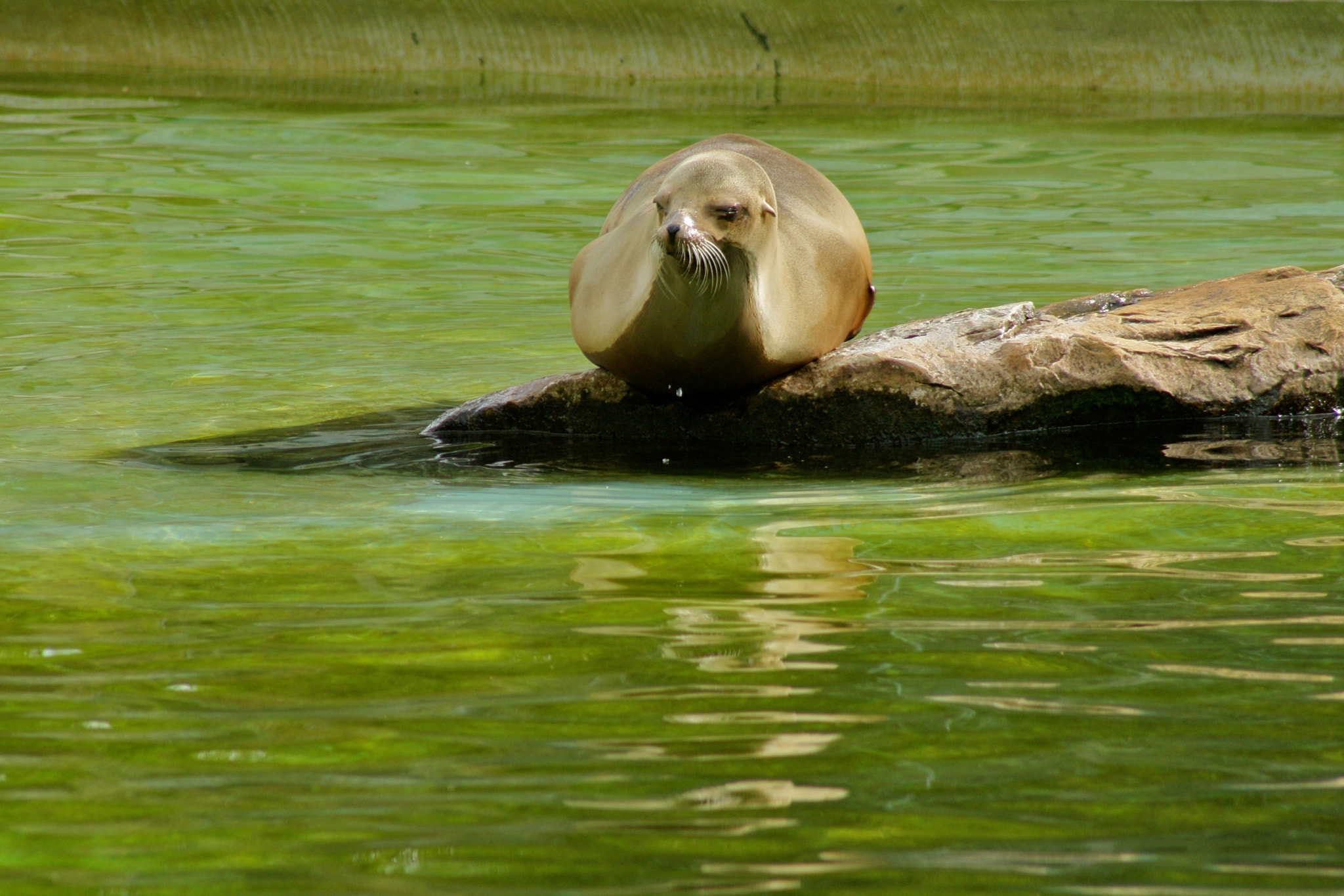 Canon EF 75-300mm f/4-5.6 USM sample photo. Zoologischer garten berlin photography