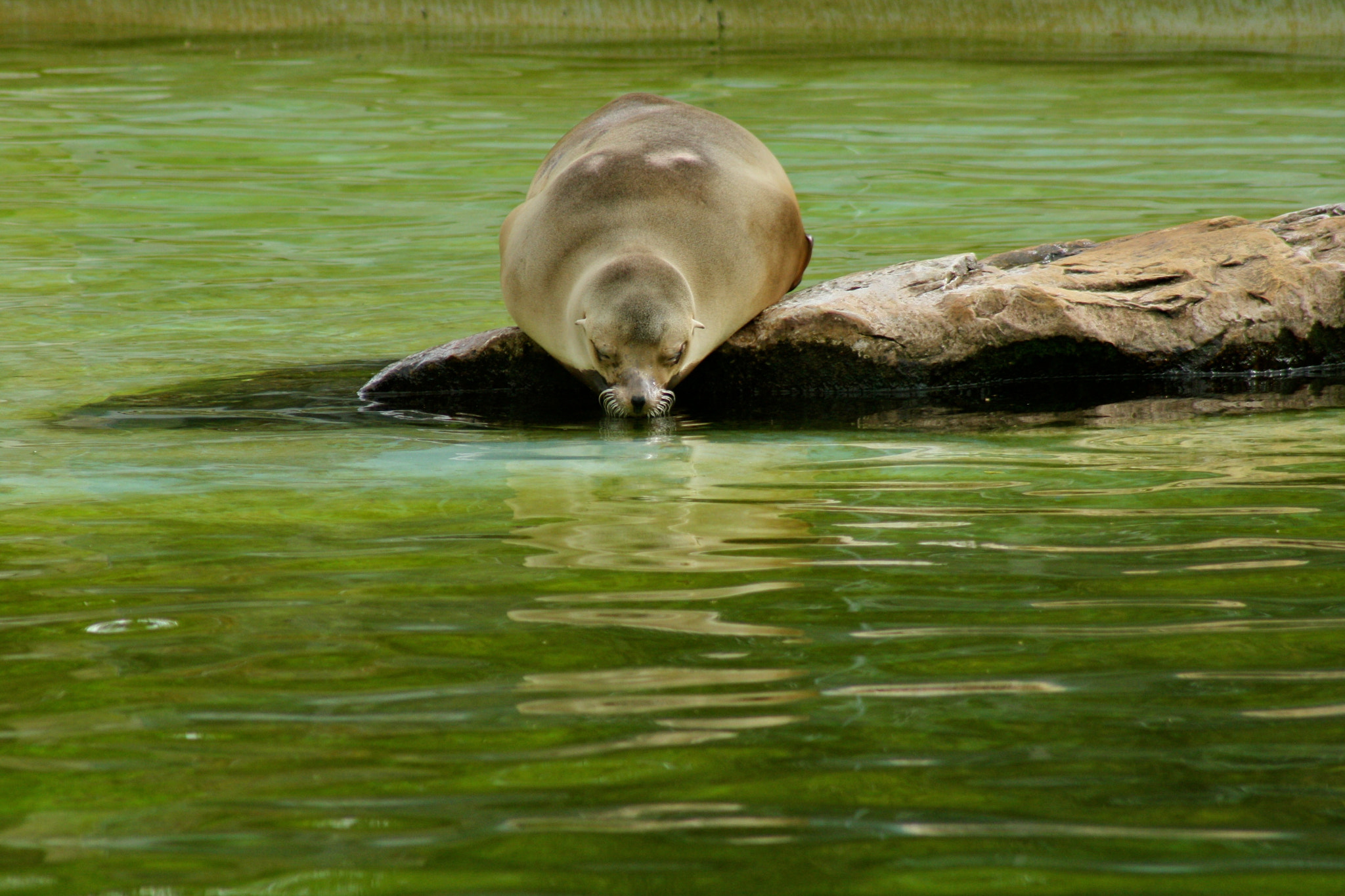 Canon EF 75-300mm f/4-5.6 USM sample photo. Zoologischer garten berlin photography