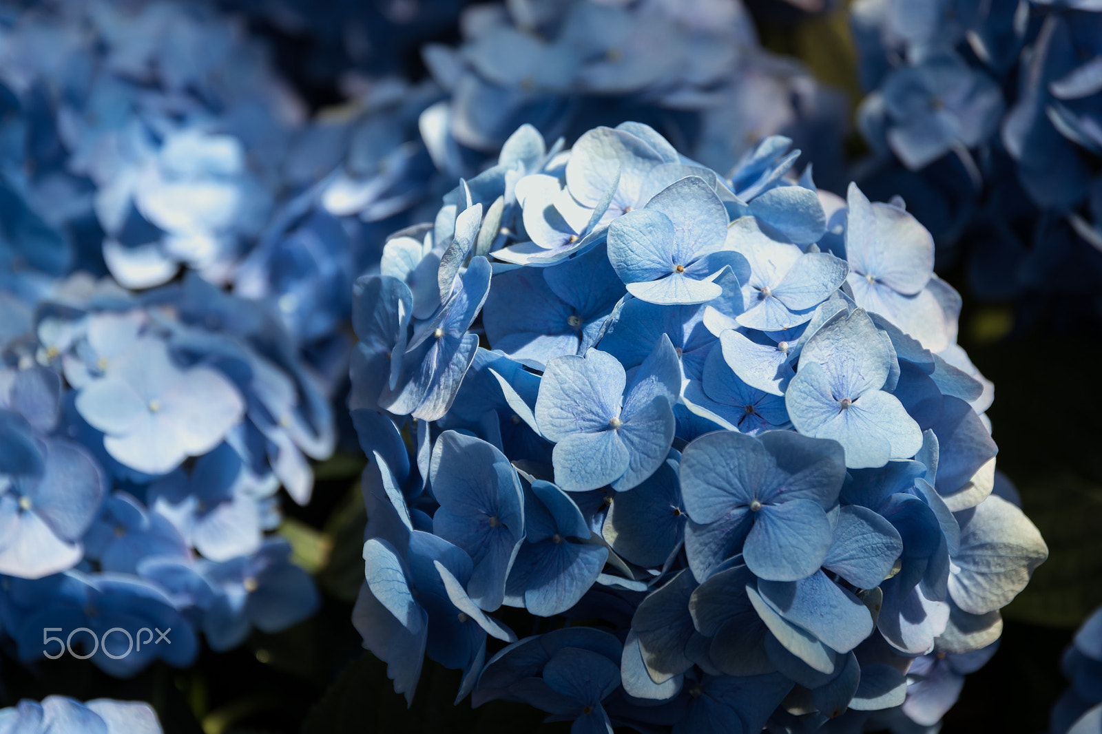 Nikon D5500 + Sigma 17-70mm F2.8-4 DC Macro OS HSM | C sample photo. At longwood gardens conservatory, pennsylvania photography