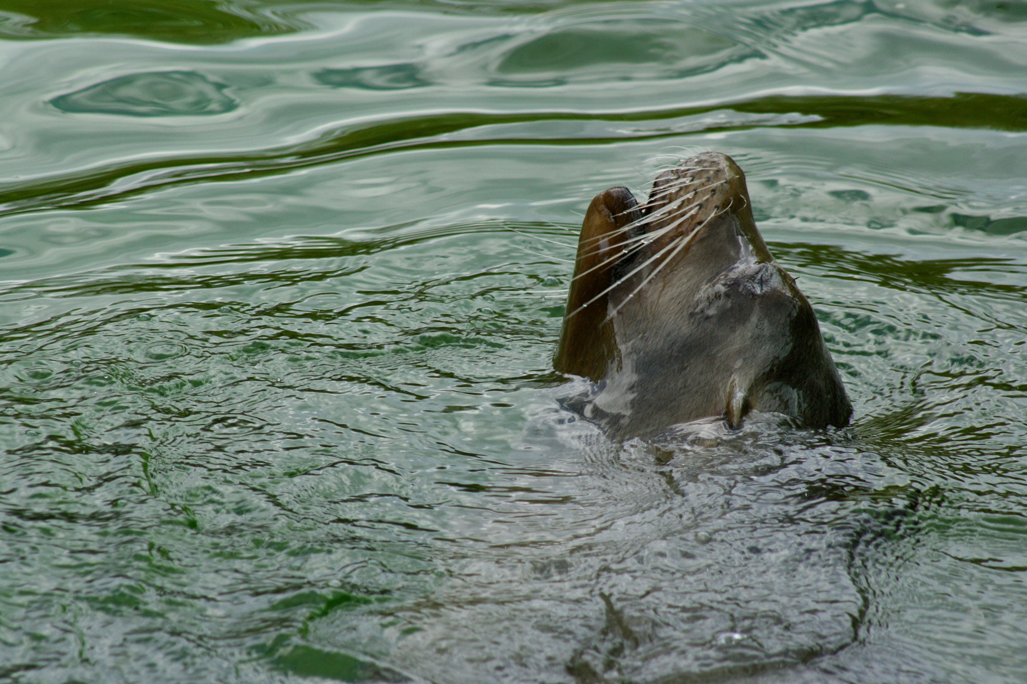 Canon EF 75-300mm f/4-5.6 USM sample photo. Zoologischer garten berlin photography