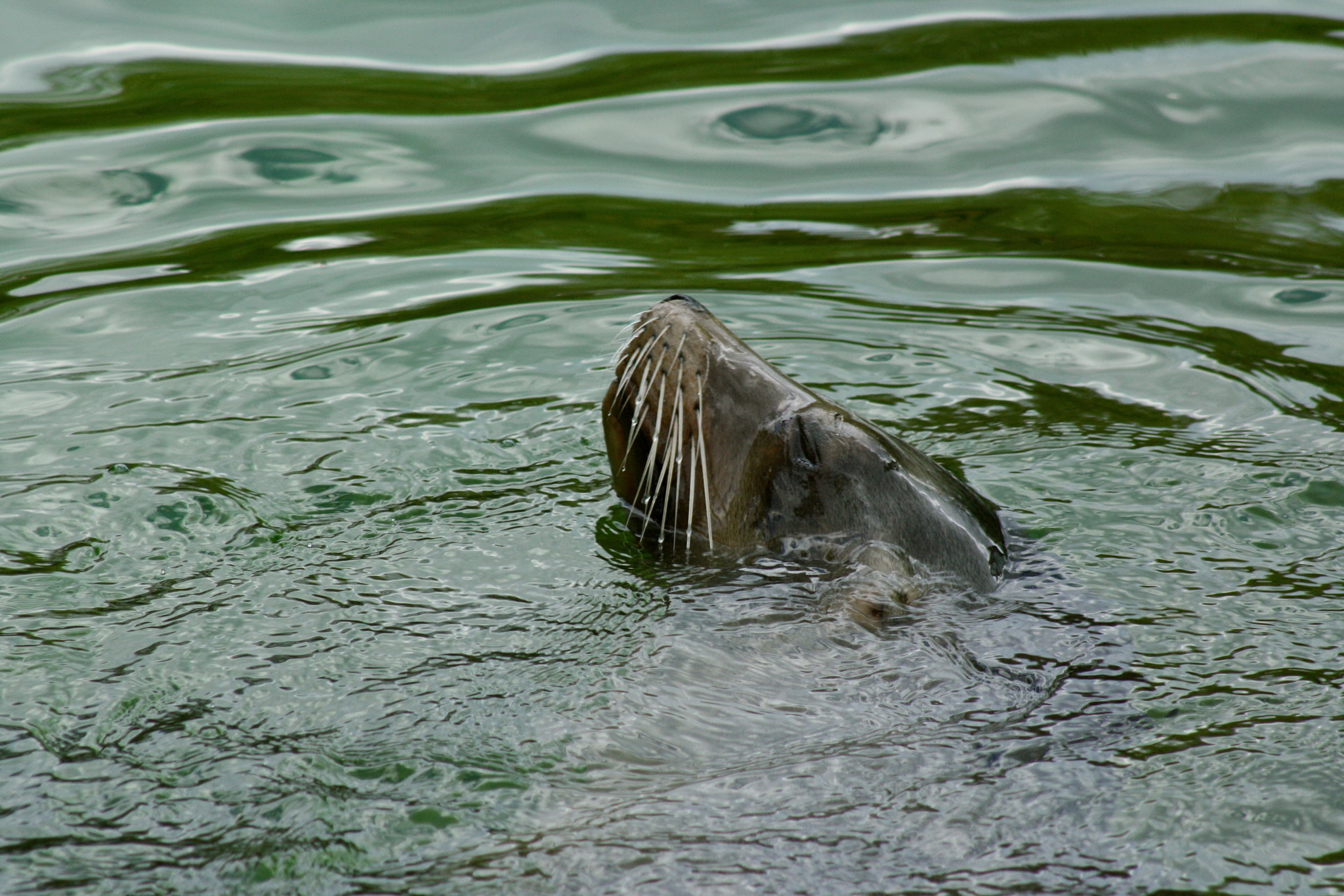 Canon EF 75-300mm f/4-5.6 USM sample photo. Zoologischer garten berlin photography
