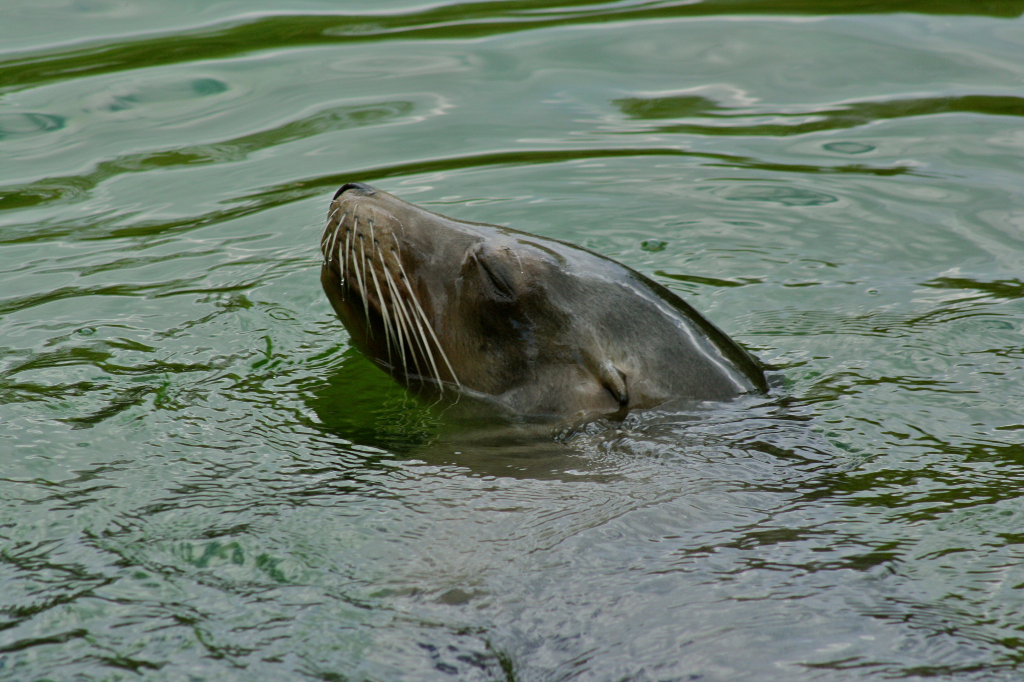 Canon EOS 1000D (EOS Digital Rebel XS / EOS Kiss F) + Canon EF 75-300mm f/4-5.6 USM sample photo. Zoologischer garten berlin photography