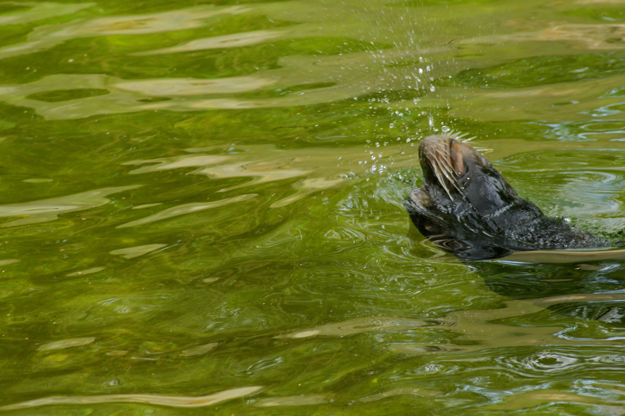 Canon EF 75-300mm f/4-5.6 USM sample photo. Zoologischer garten berlin photography
