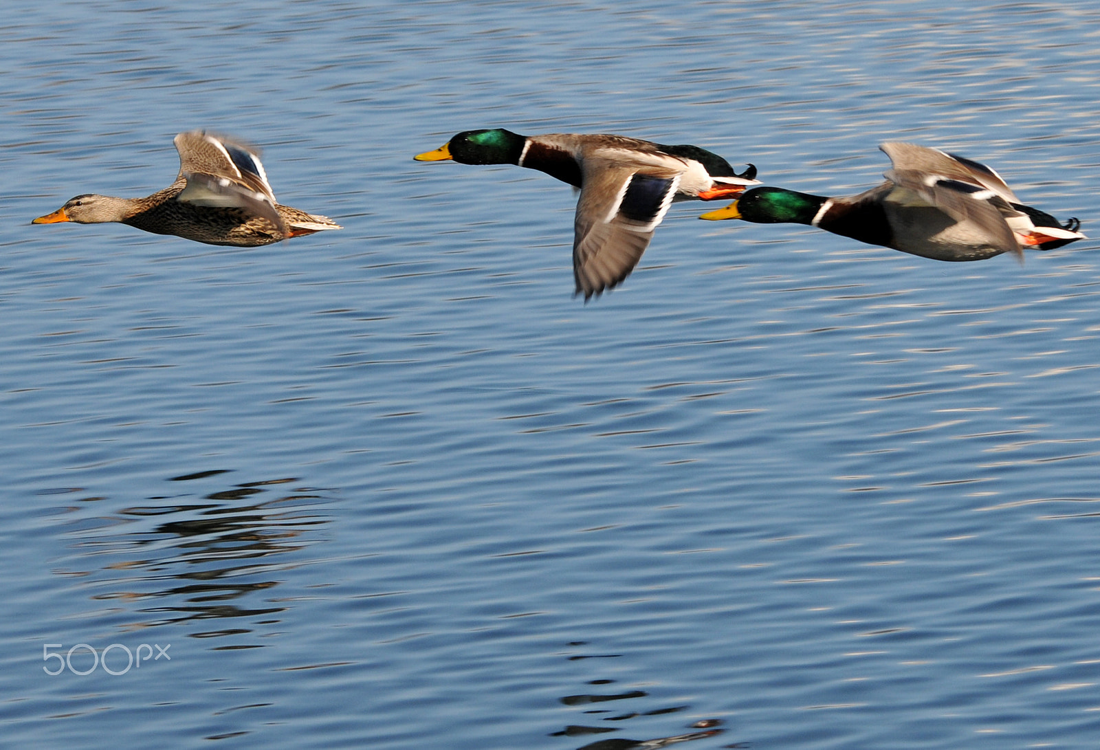 Sigma 120-400mm F4.5-5.6 DG OS HSM sample photo. Ducks photography