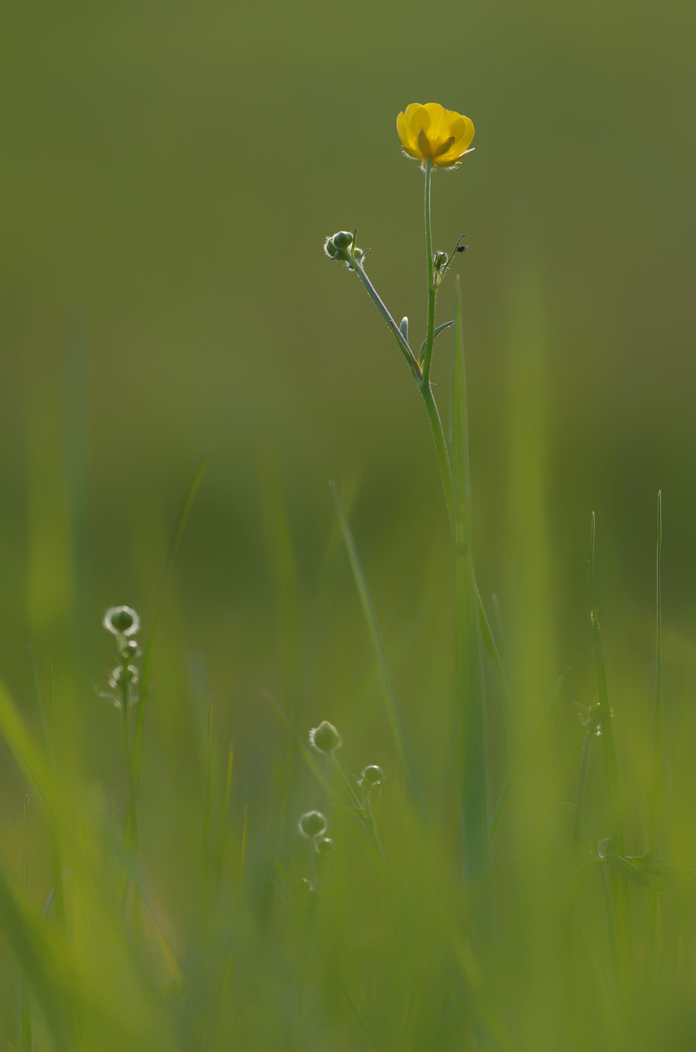 Pentax smc DA* 300mm F4.0 ED (IF) SDM sample photo. Backlight photography