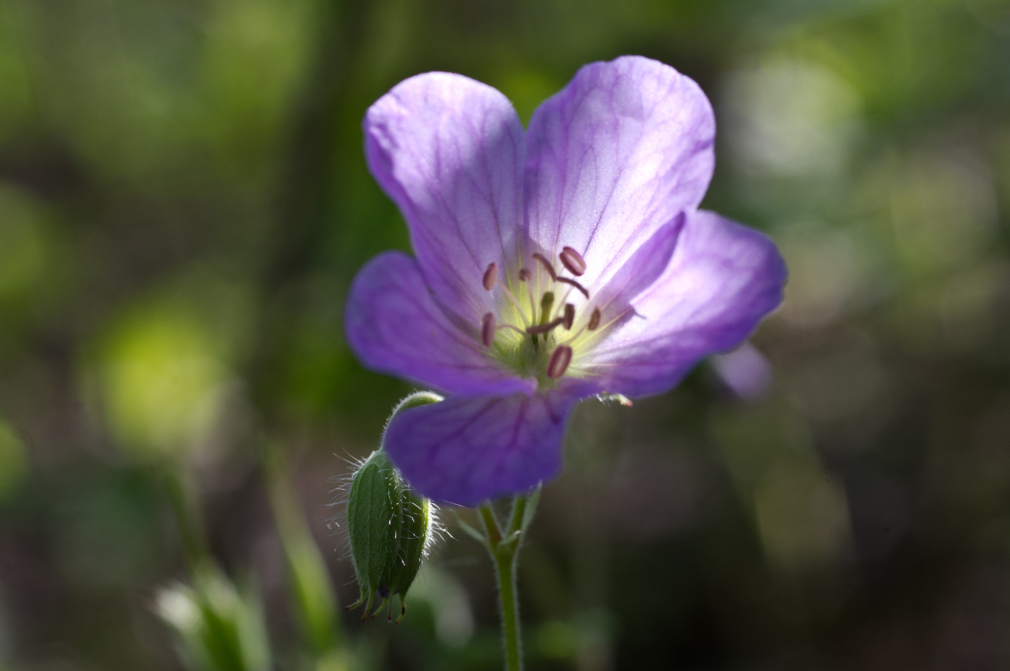 Pentax K-x sample photo. Wild geranium glow photography