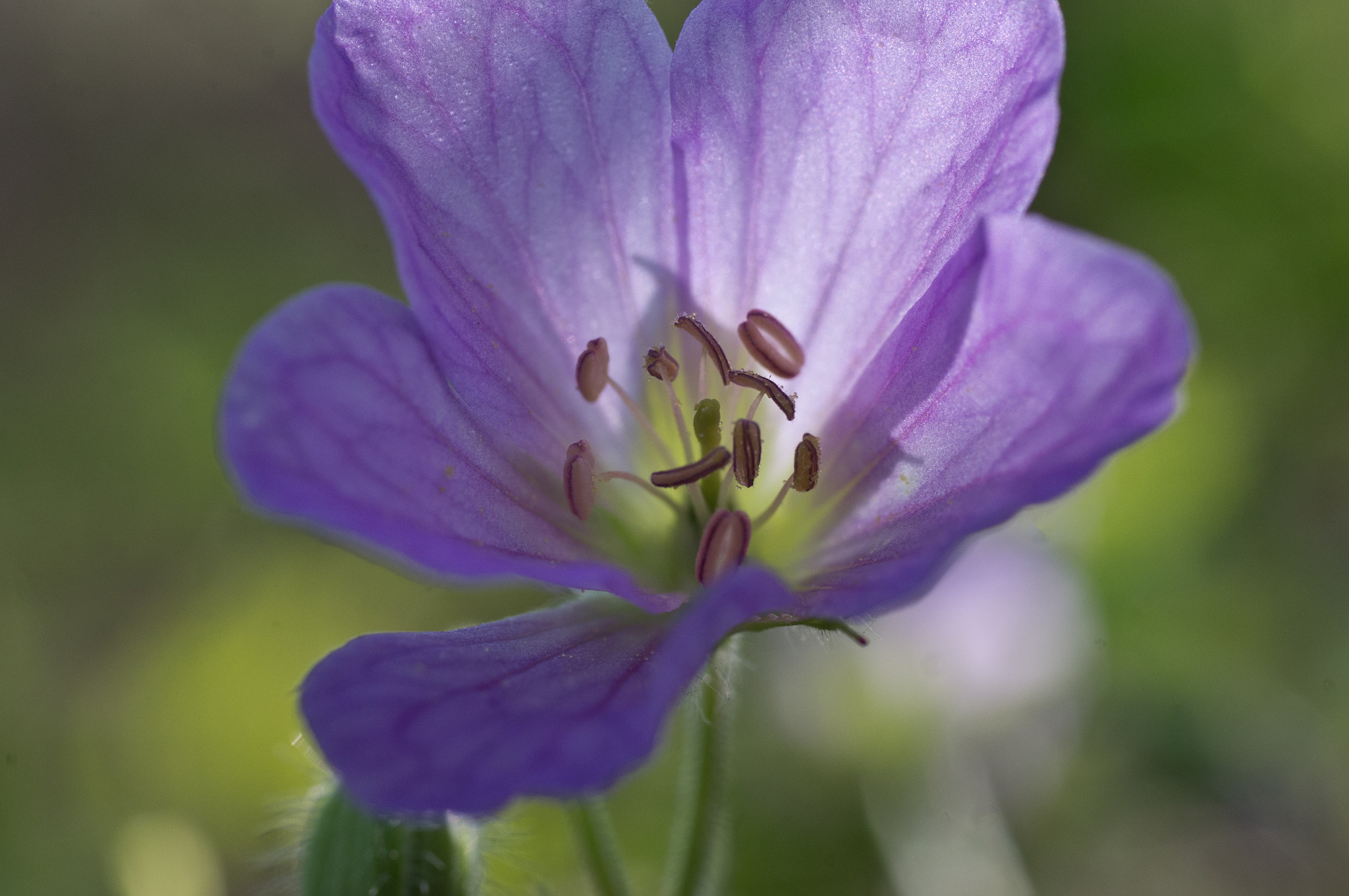 Pentax K-x + Pentax smc D-FA 50mm F2.8 Macro sample photo. Delicate wild geranium photography