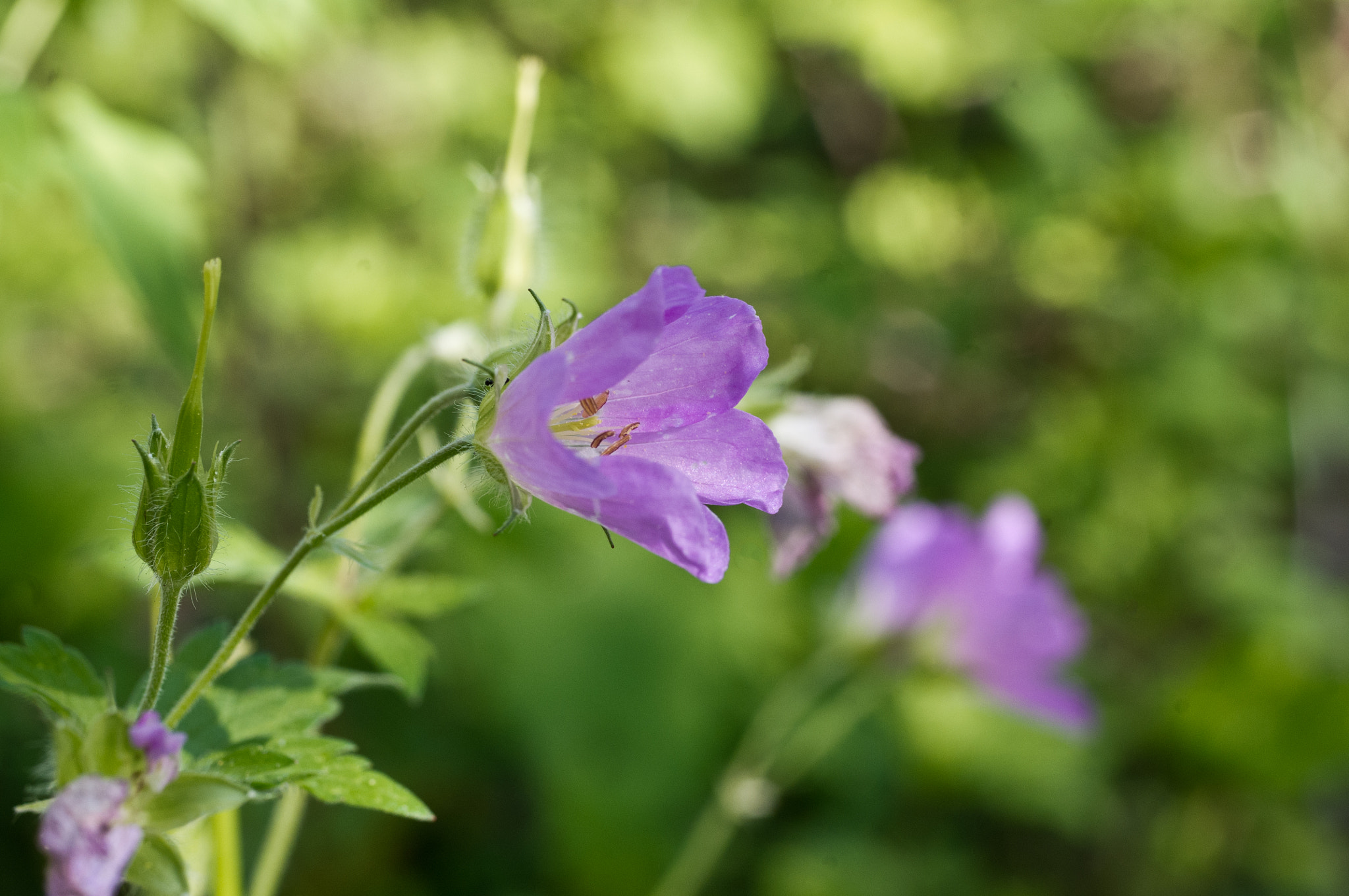 Pentax smc D-FA 50mm F2.8 Macro sample photo. Delicate pastels photography