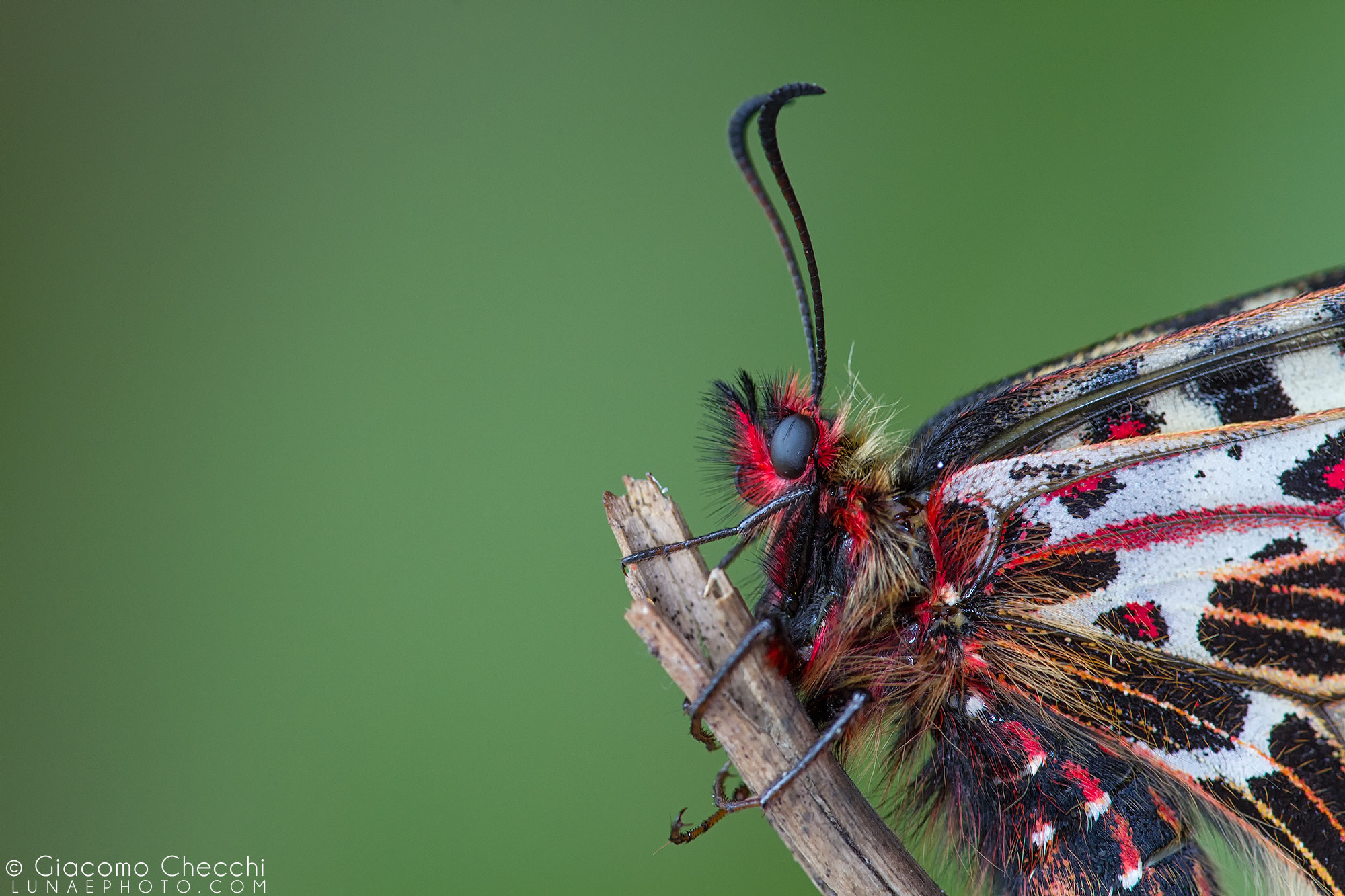 Canon EF 180mm F3.5L Macro USM sample photo. Poison ivy photography