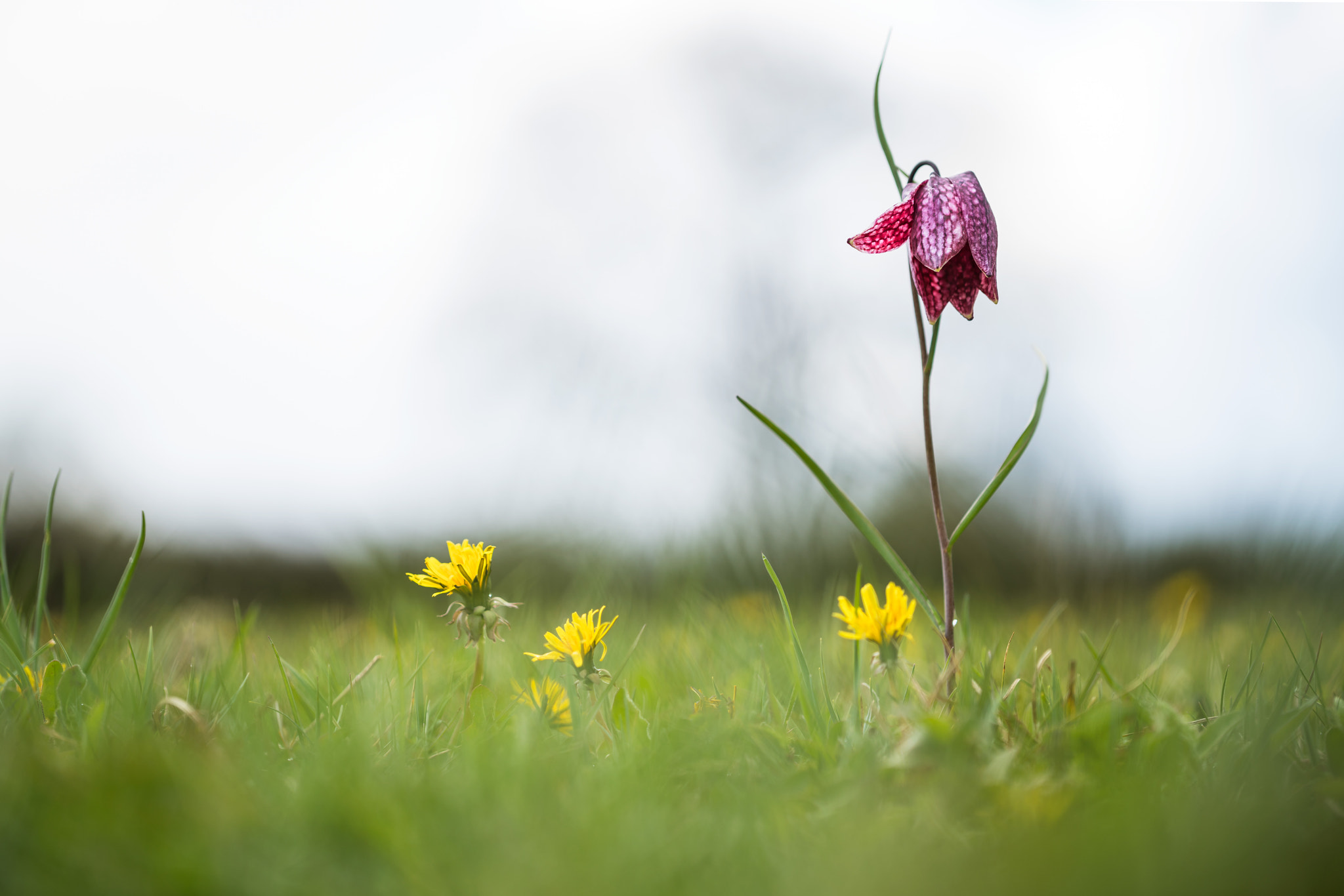 Sony a7R II + Canon EF 100mm F2.8L Macro IS USM sample photo. Fritillary in the meadow photography