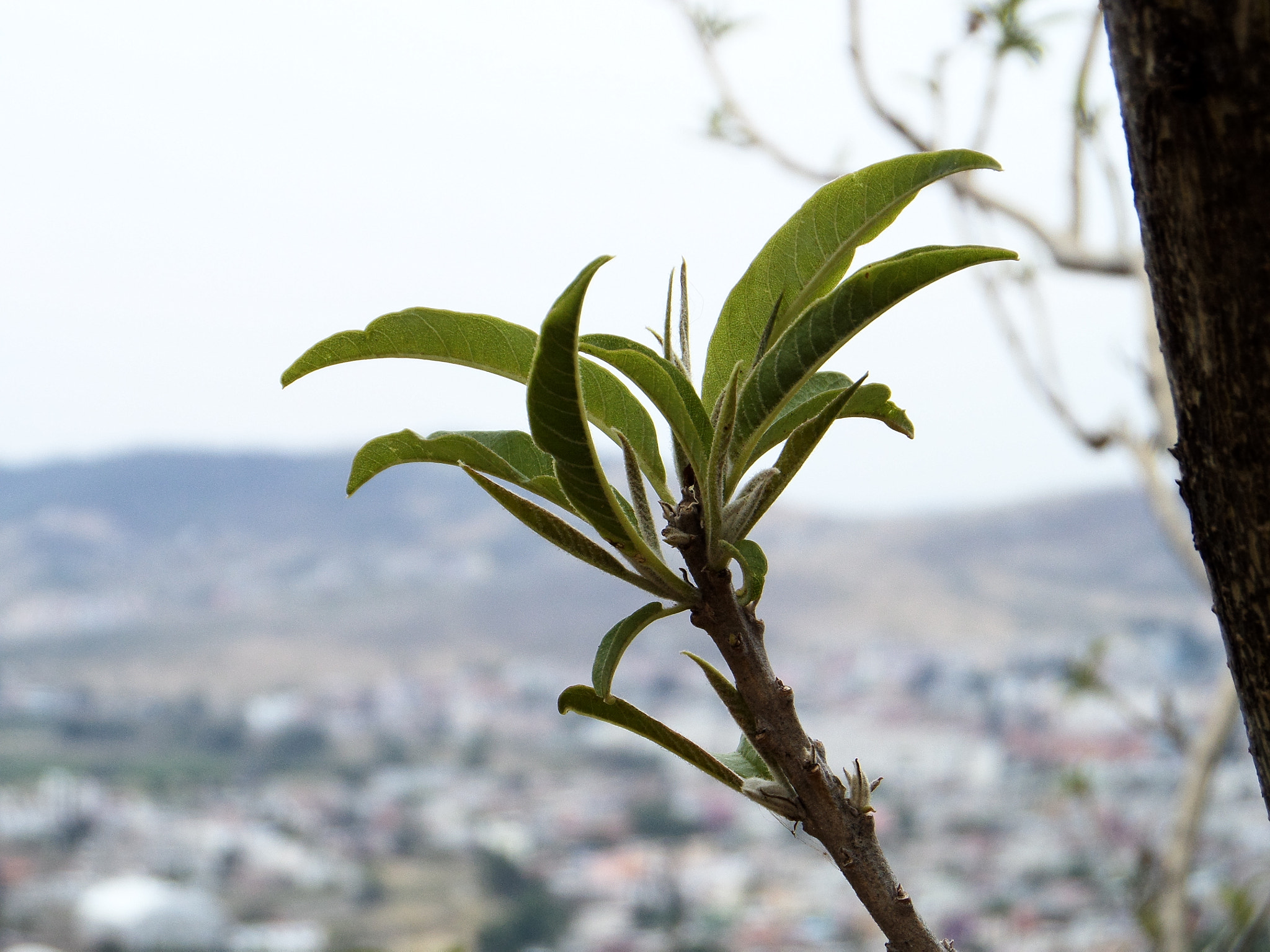 Samsung WB200F/WB201F/WB202F sample photo. Nature photography