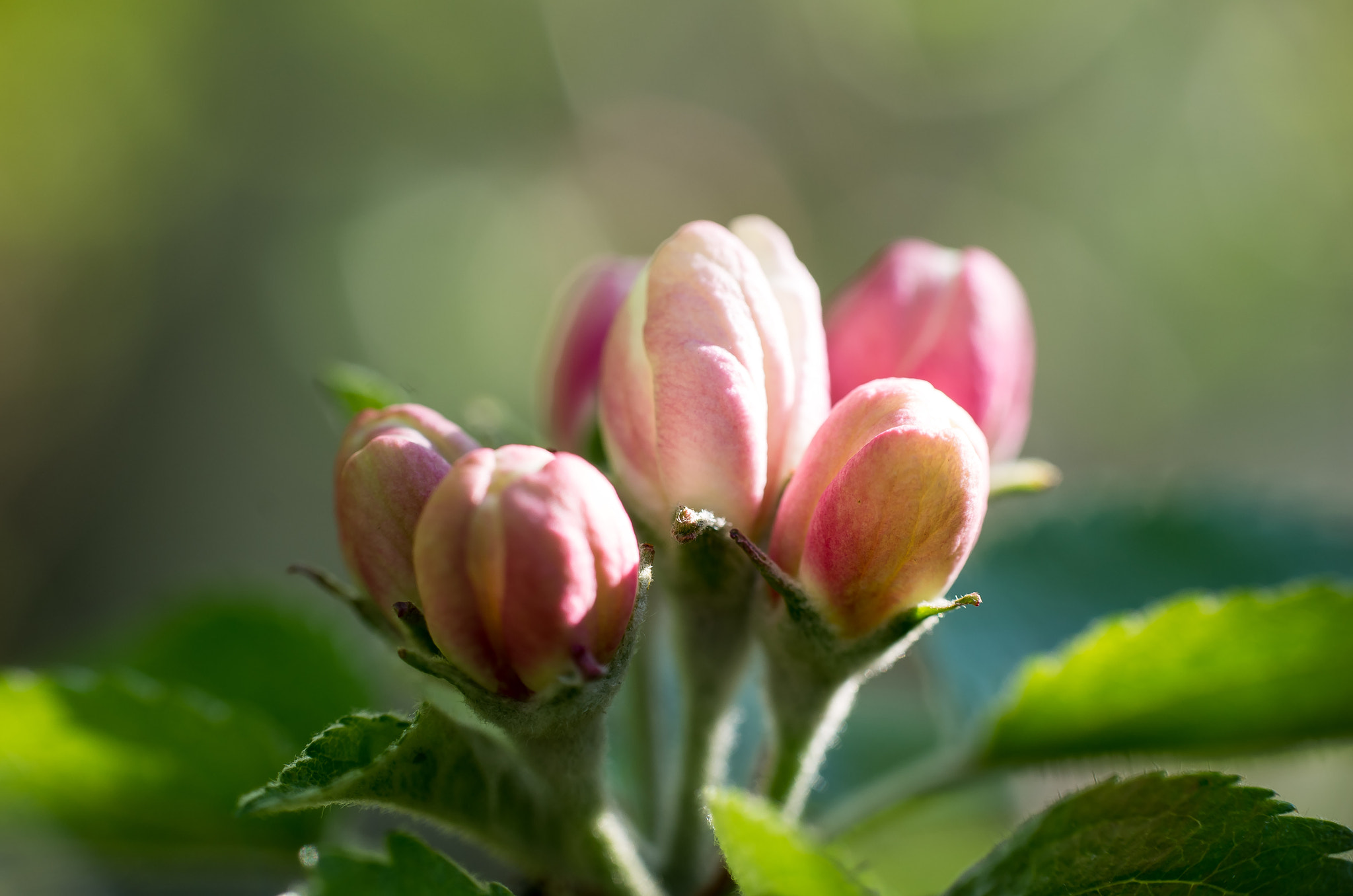 Pentax K-50 + Sigma 50mm F1.4 EX DG HSM sample photo. Apple bud photography