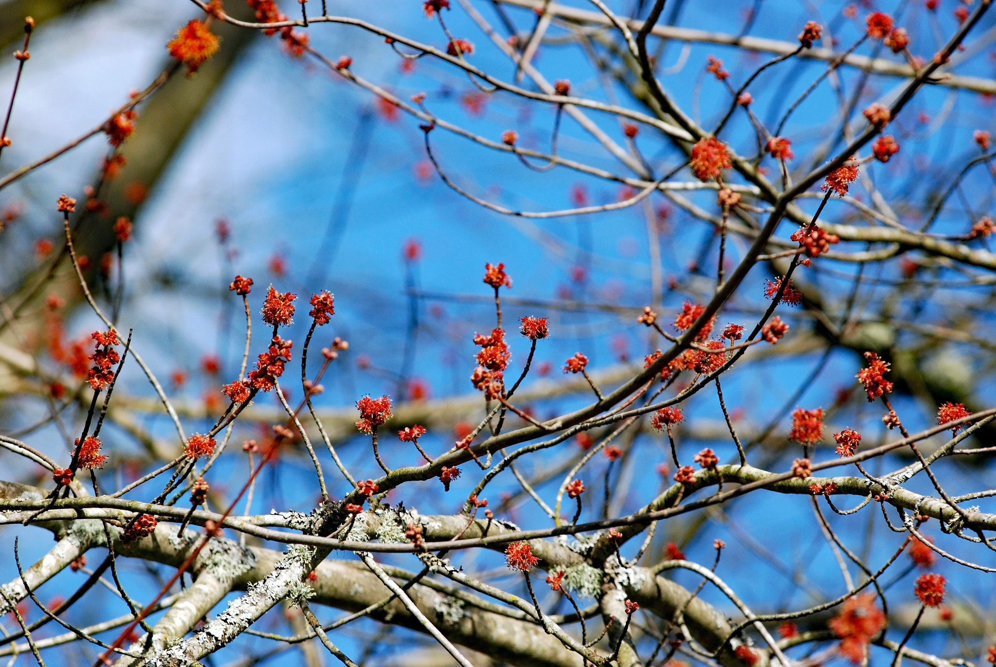 Nikon AF-Nikkor 80-200mm F2.8D ED sample photo. Flower in spring photography