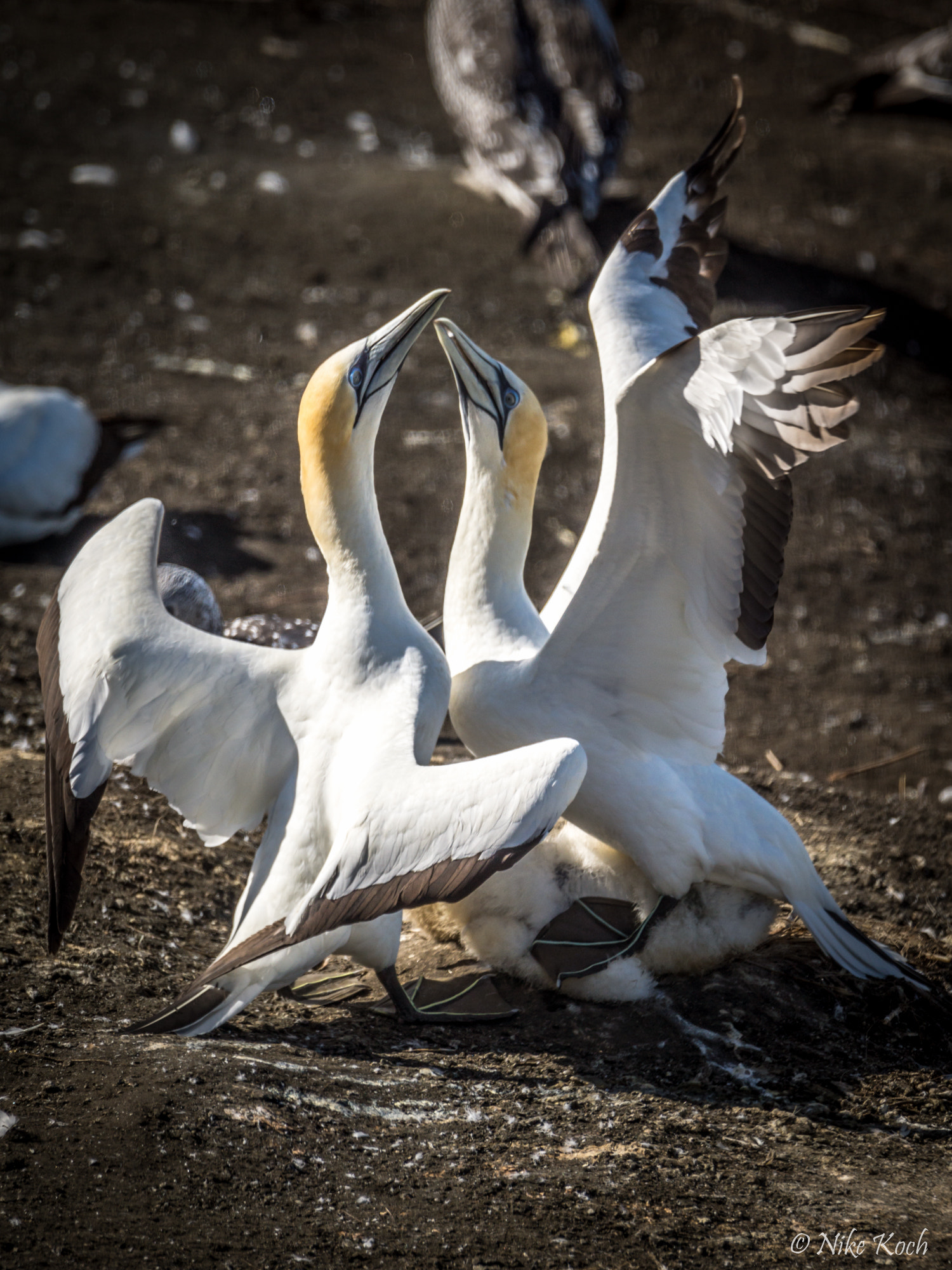 Sony 70-400mm F4-5.6 G SSM II sample photo. The dance photography
