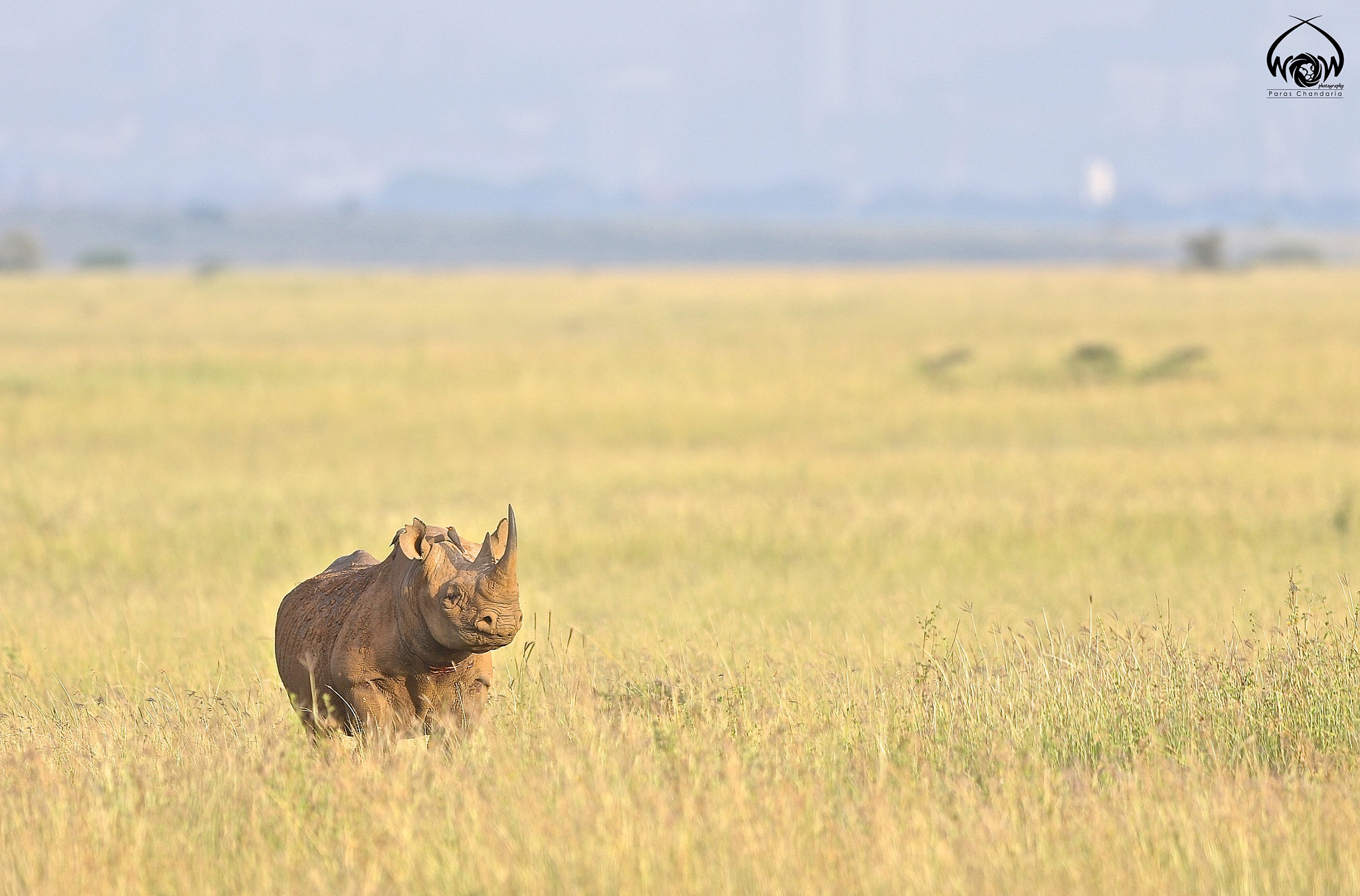 Canon EF 400mm F2.8L IS II USM sample photo. Happy rhino friday!! photography