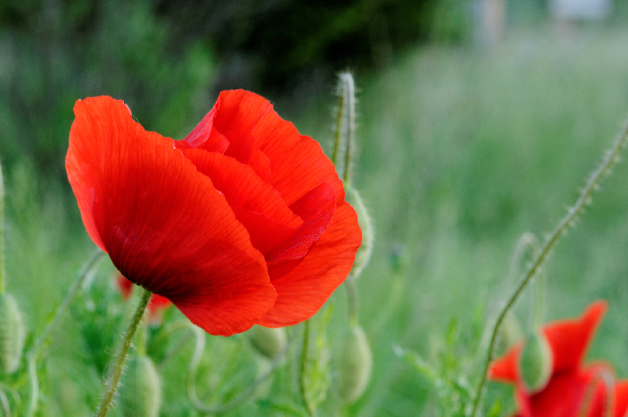 Nikon AF-S Micro-Nikkor 60mm F2.8G ED sample photo. Red poppy photography