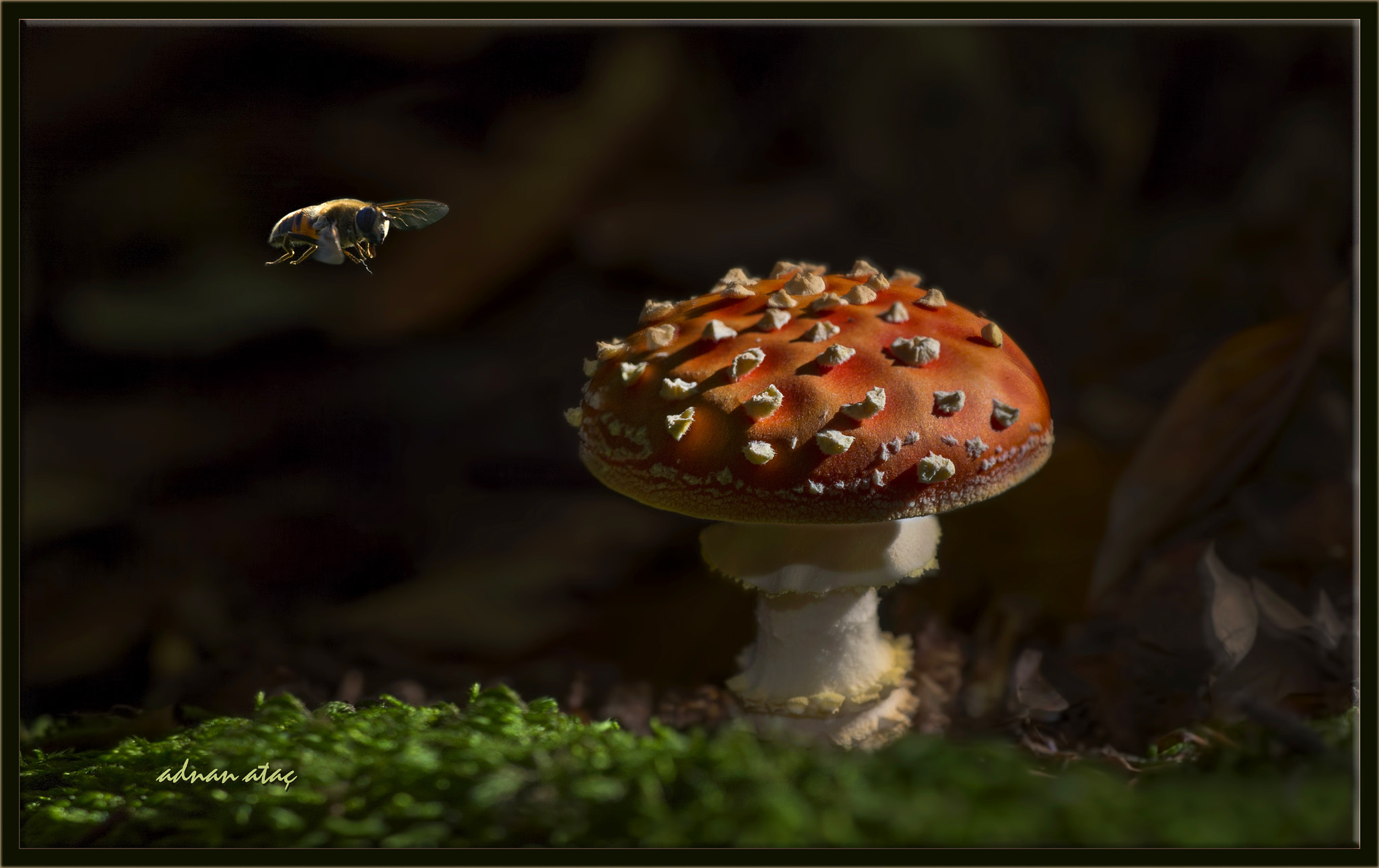Nikon D4 sample photo. Sinek mantarı - amanita muscaria - fly agaric photography