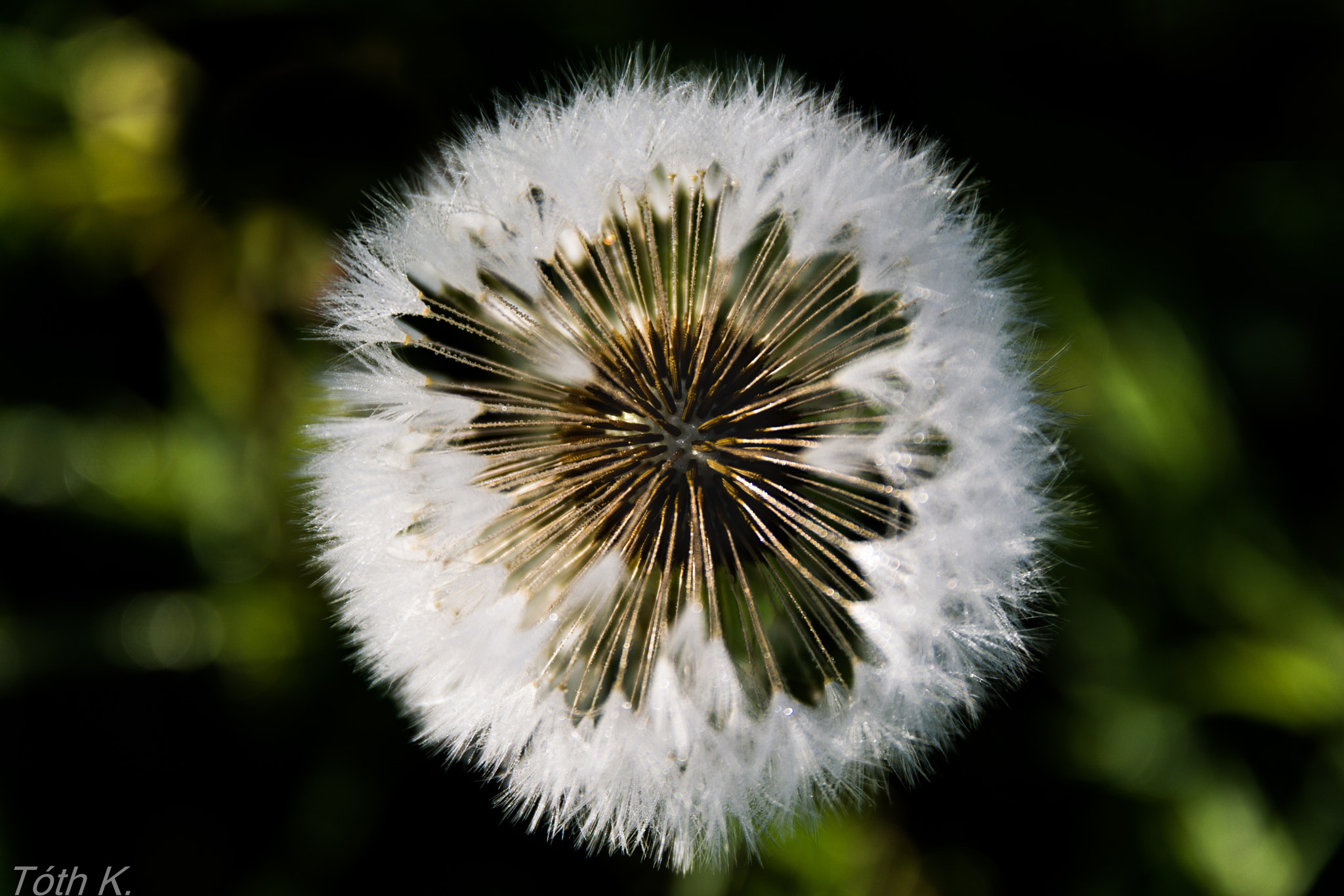 Sigma 17-70mm F2.8-4 DC Macro OS HSM | C sample photo