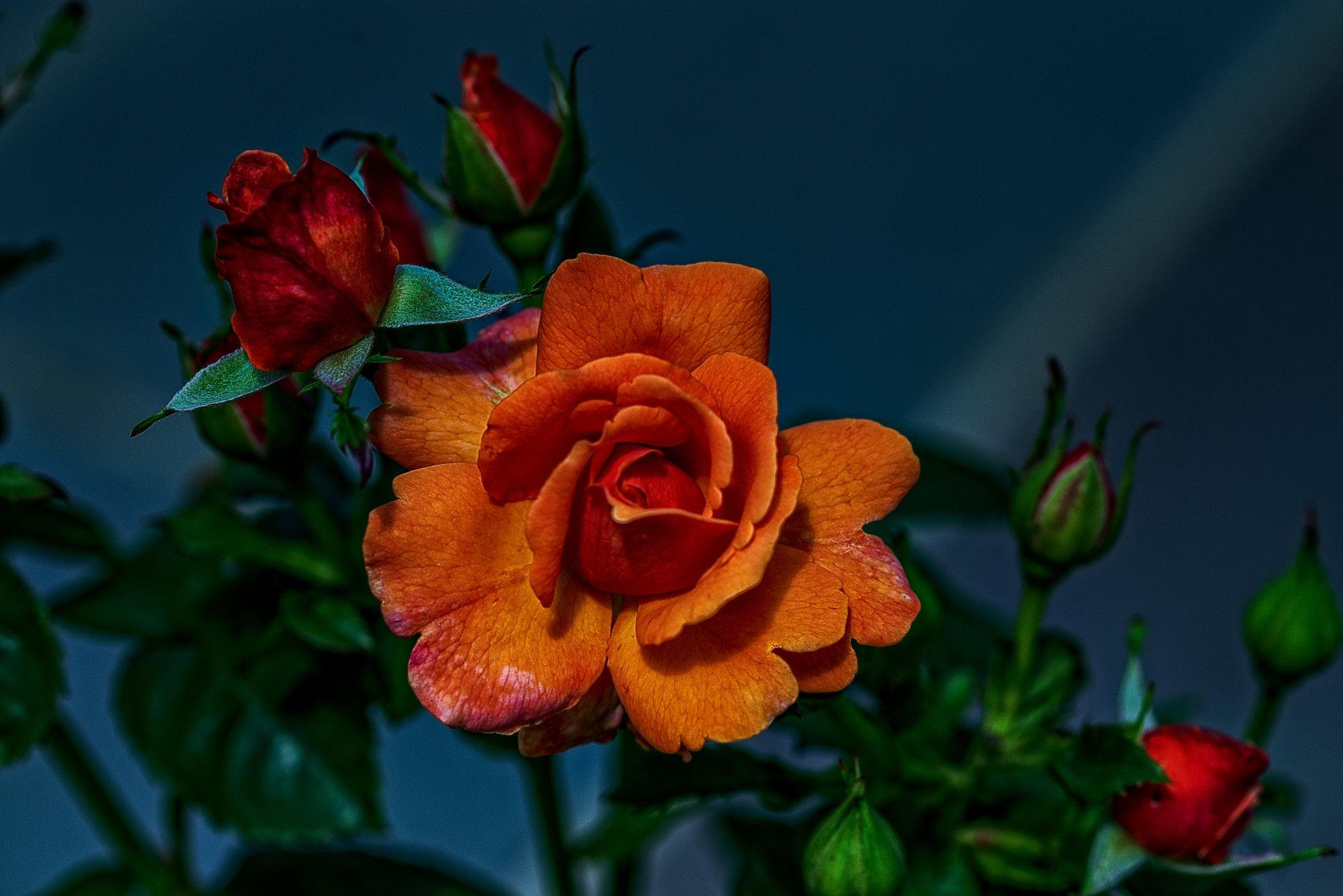 Nikon D600 sample photo. Orange rose photography