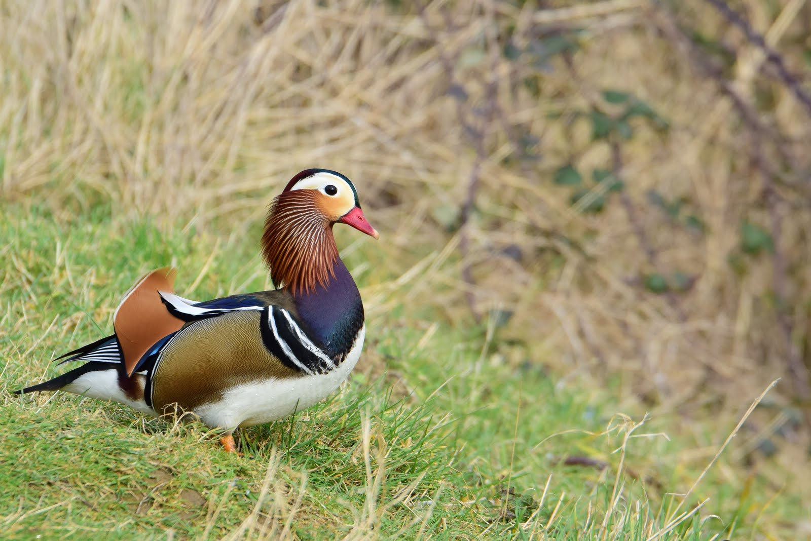 Tamron SP 70-200mm F2.8 Di VC USD sample photo. Canard mandarin photography