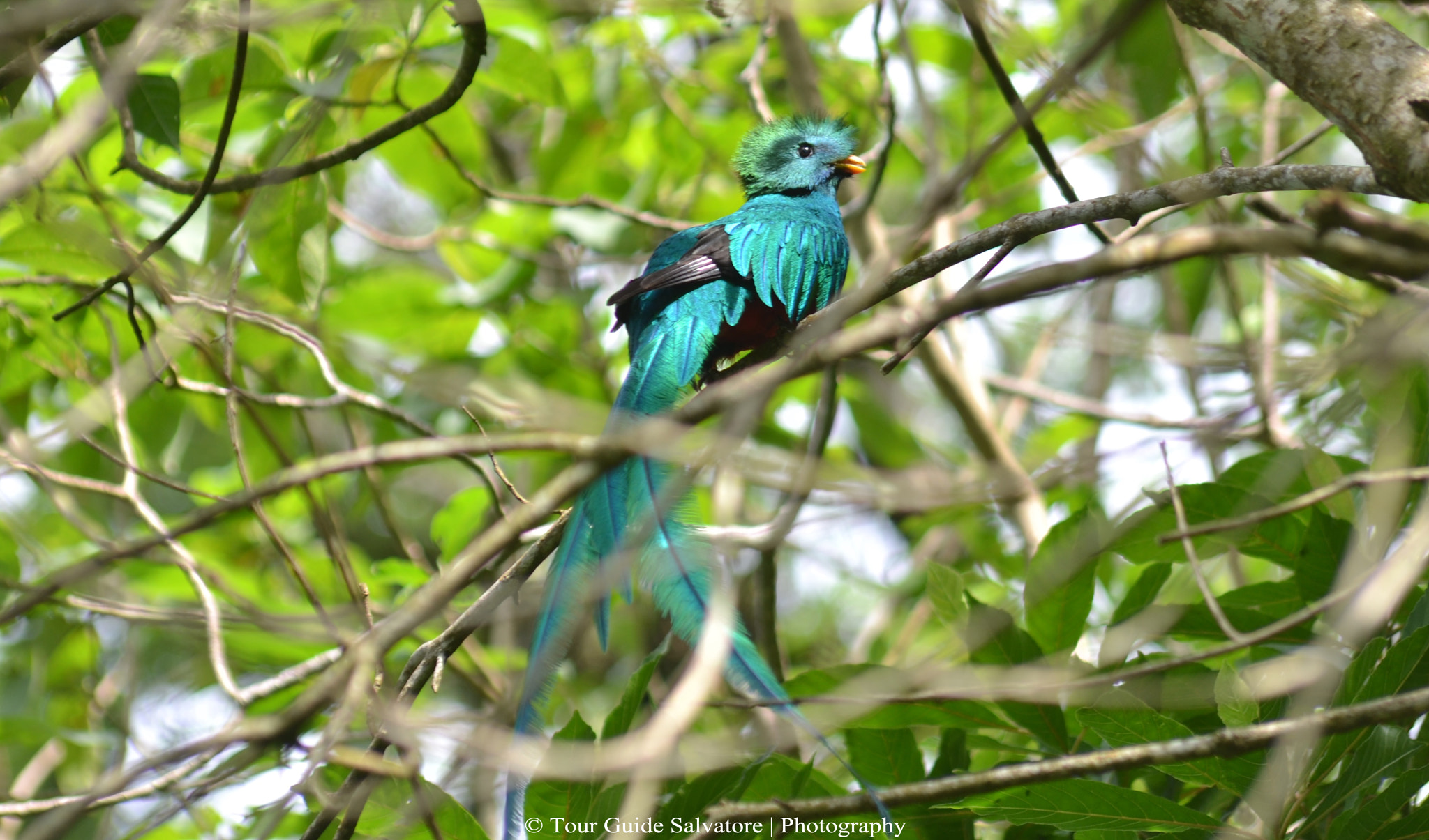 Nikon D3100 + Zeiss Milvus 85mm f/1.4 sample photo. Resplendent quetzal (pharomachrus mocinno) photography