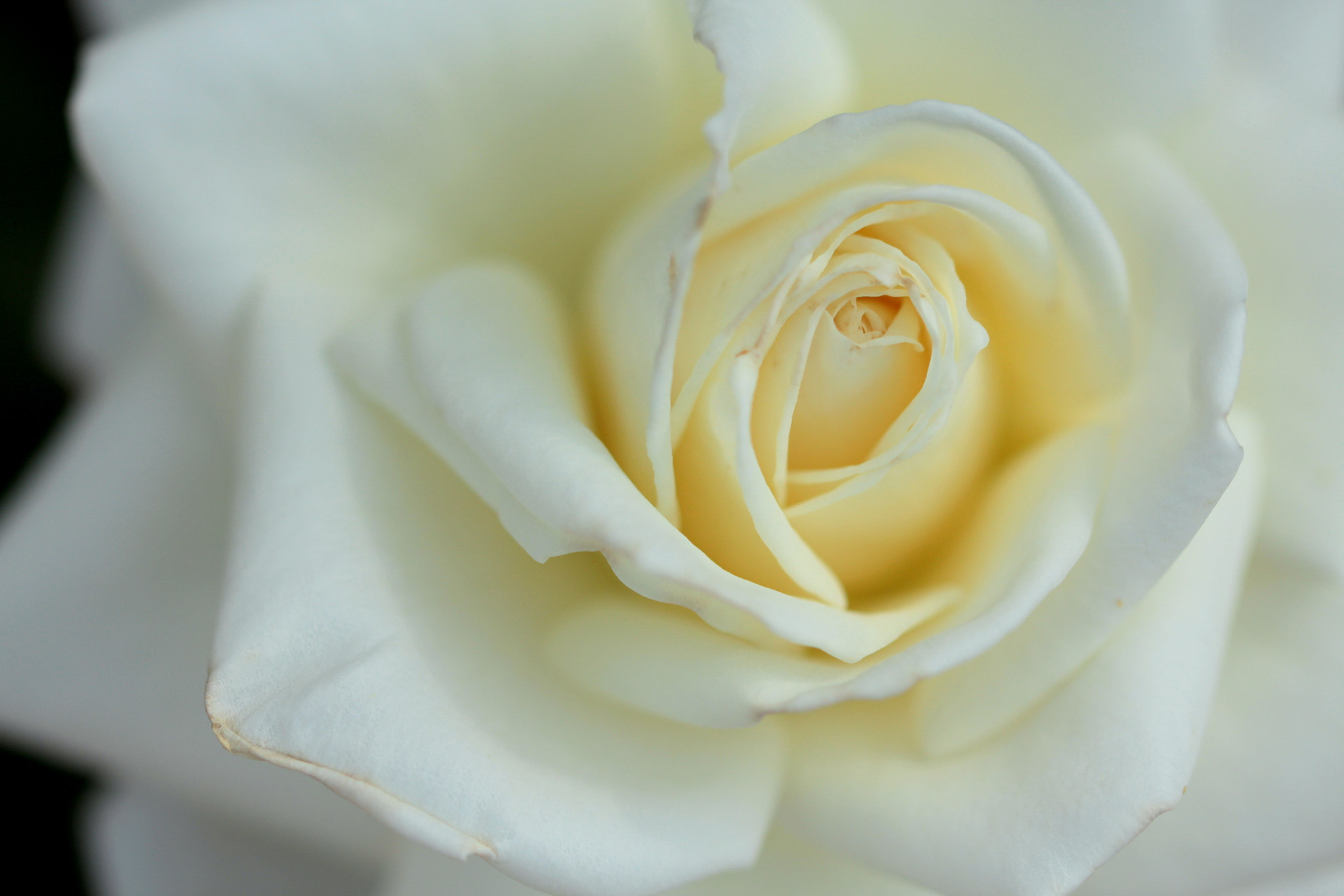 Canon EOS 650D (EOS Rebel T4i / EOS Kiss X6i) sample photo. Pure white photography