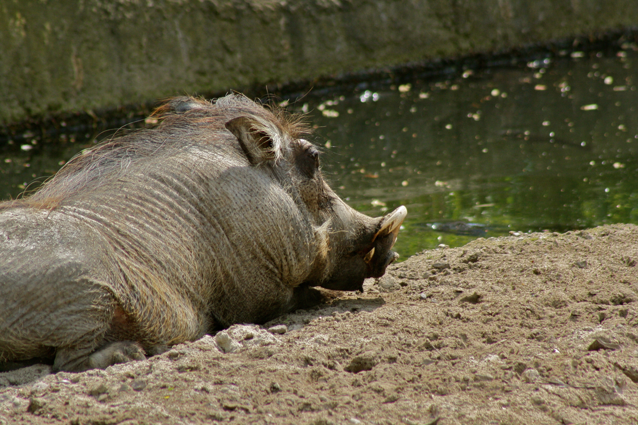 Canon EF 75-300mm f/4-5.6 USM sample photo. Zoologischer garten berlin photography