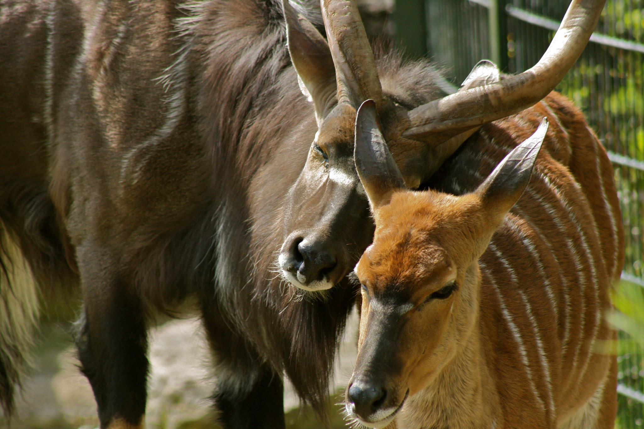 Canon EF 75-300mm f/4-5.6 USM sample photo. Zoologischer garten berlin photography