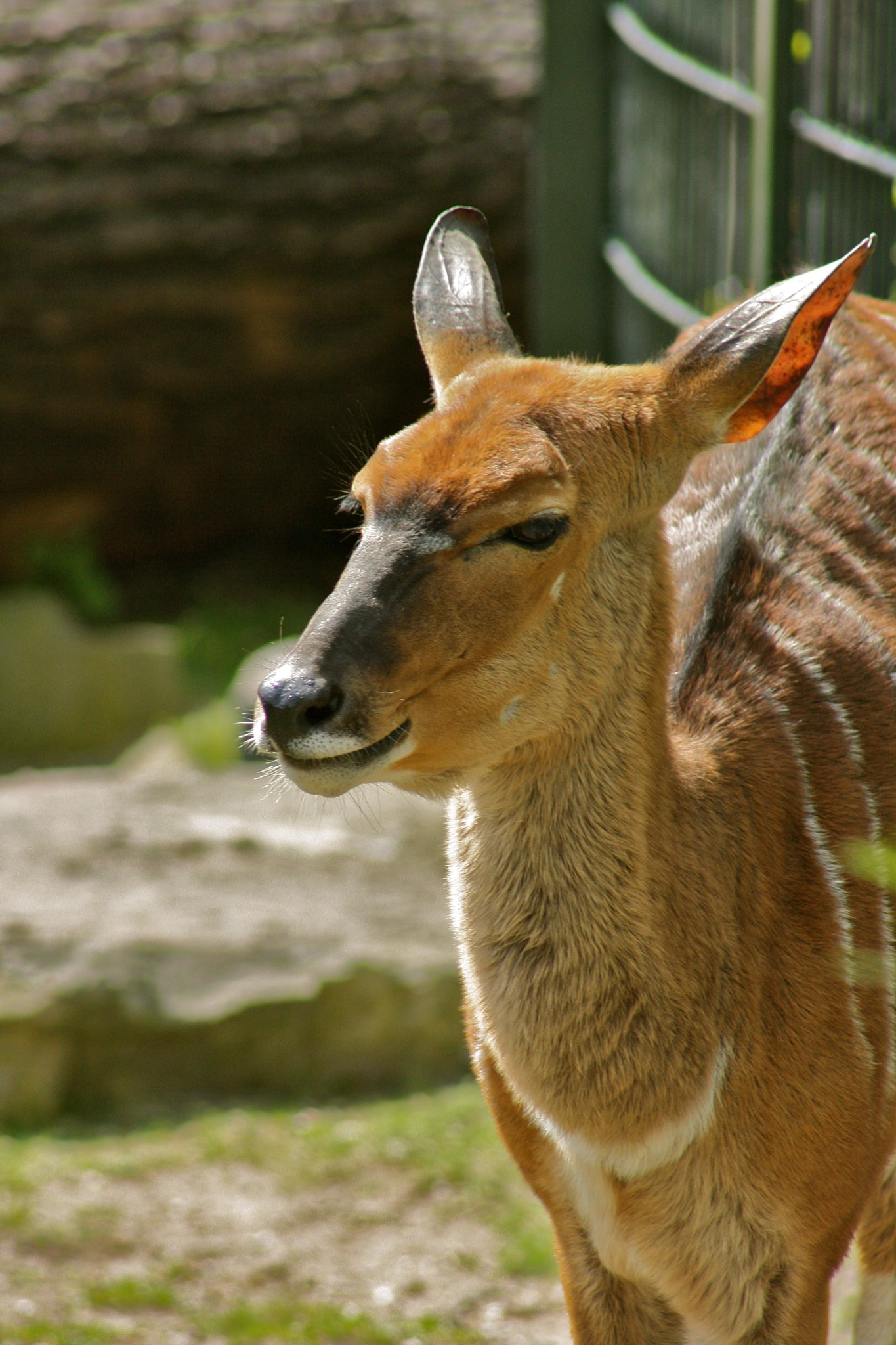 Canon EF 75-300mm f/4-5.6 USM sample photo. Zoologischer garten berlin photography