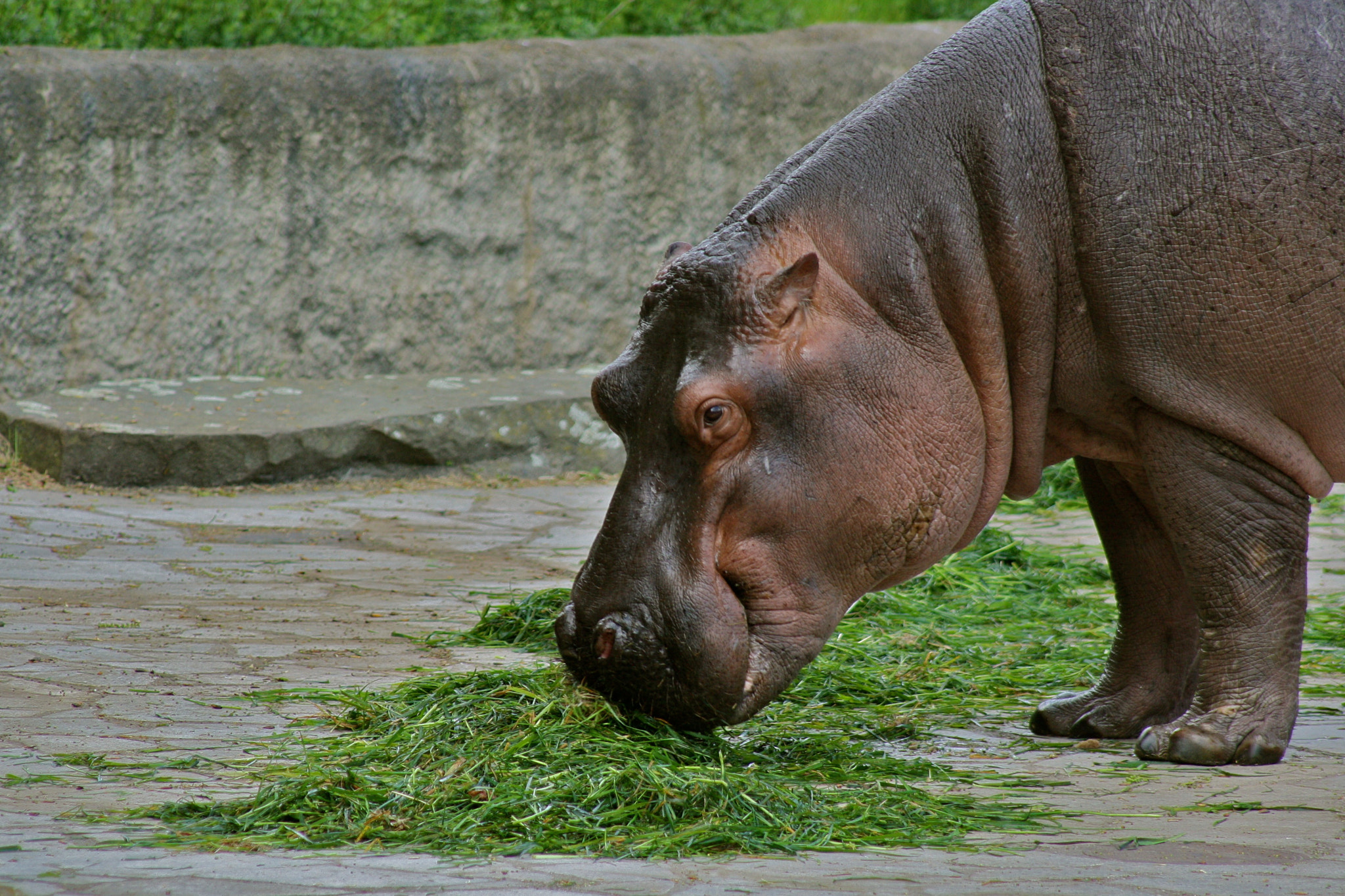 Canon EF 75-300mm f/4-5.6 USM sample photo. Zoologischer garten berlin photography
