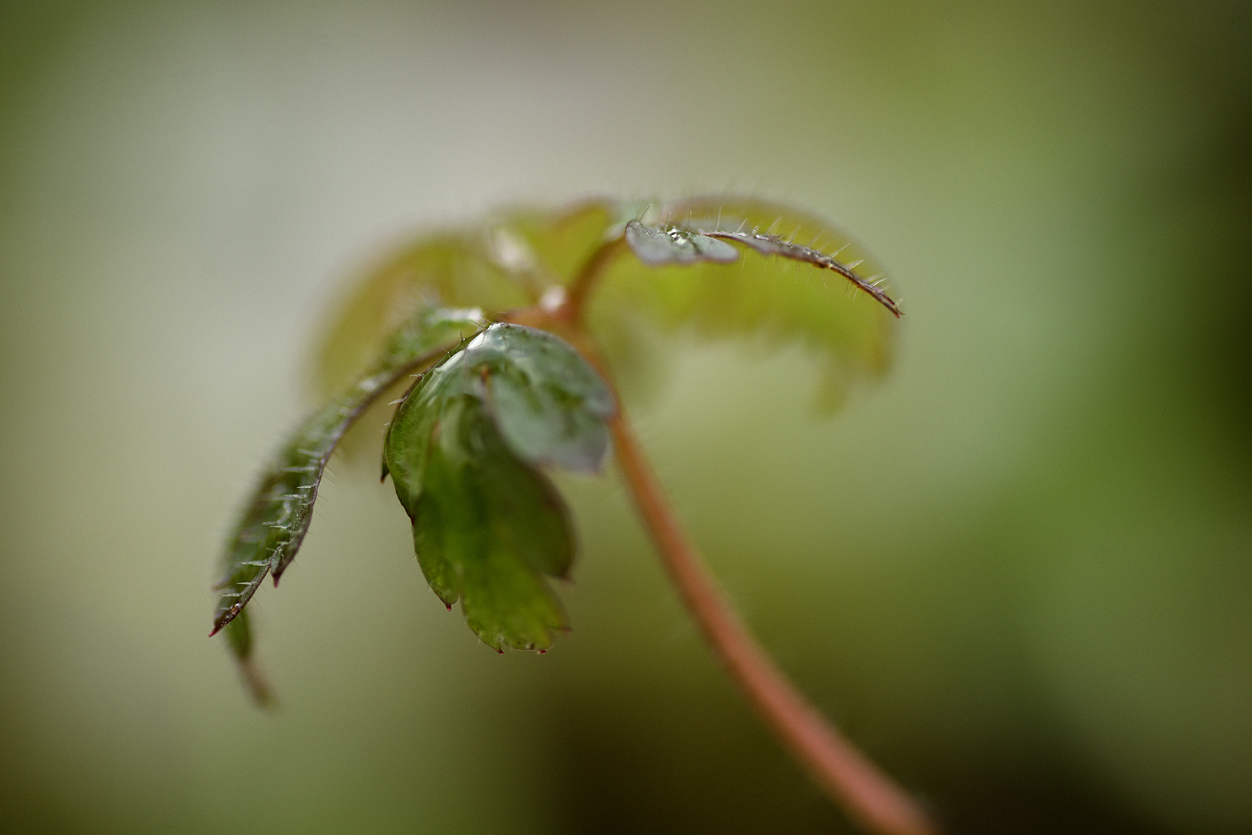 Nikon D800E sample photo. Parapluie elfique photography