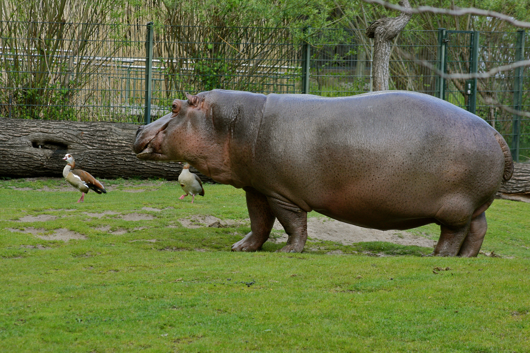 Canon EF 75-300mm f/4-5.6 USM sample photo. Zoologischer garten berlin photography