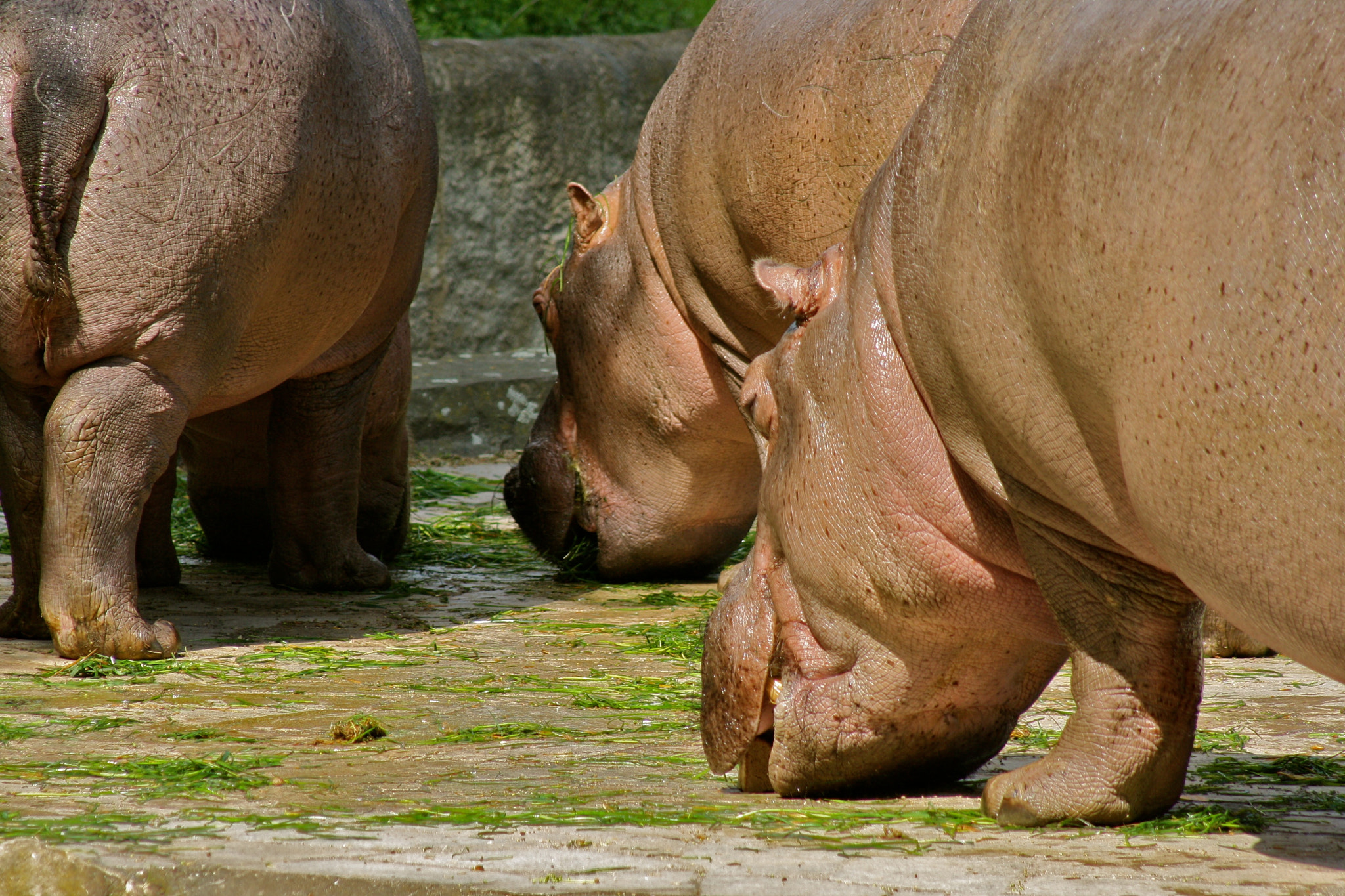 Canon EF 75-300mm f/4-5.6 USM sample photo. Zoologischer garten berlin photography