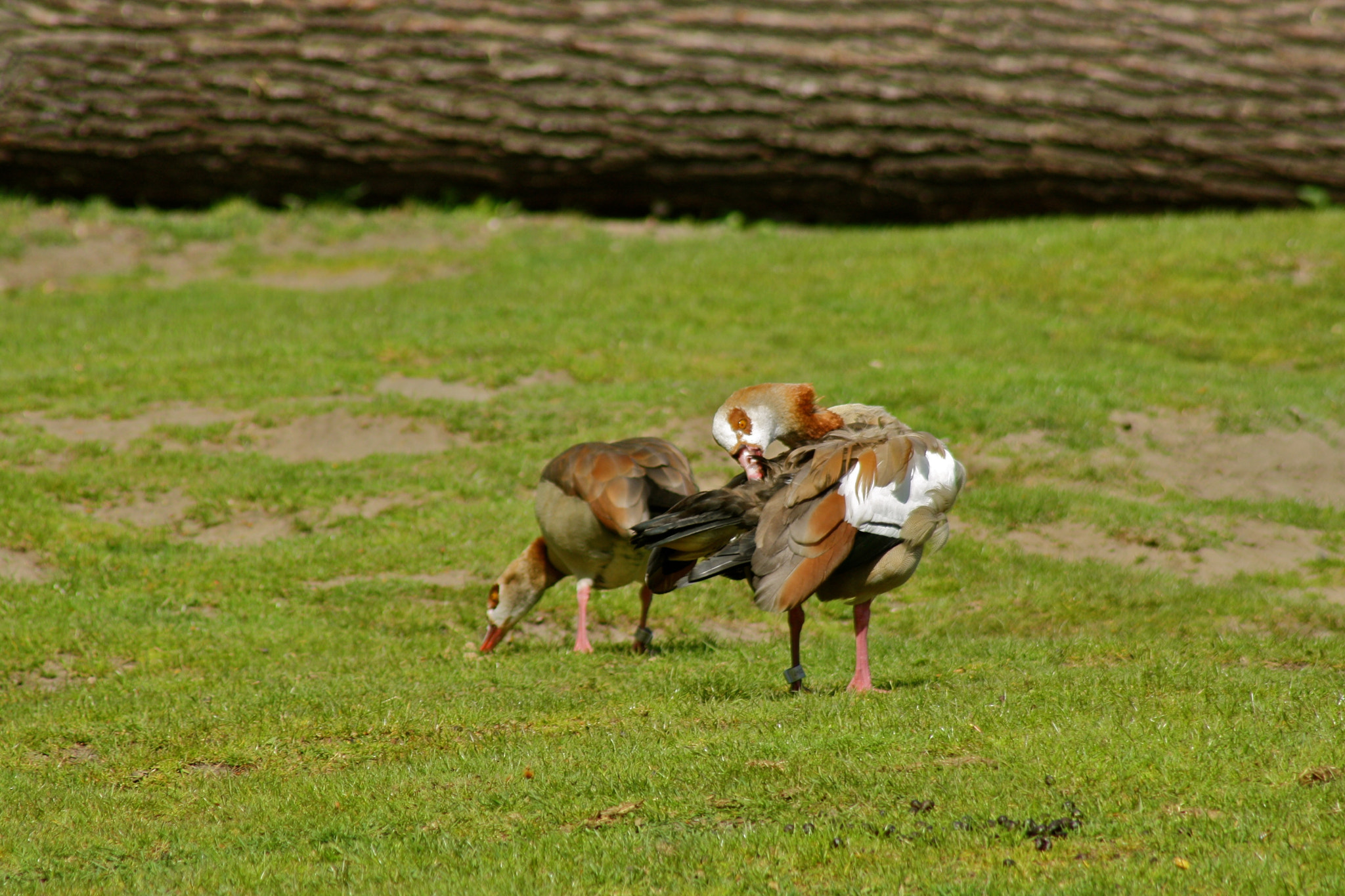 Canon EF 75-300mm f/4-5.6 USM sample photo. Zoologischer garten berlin photography