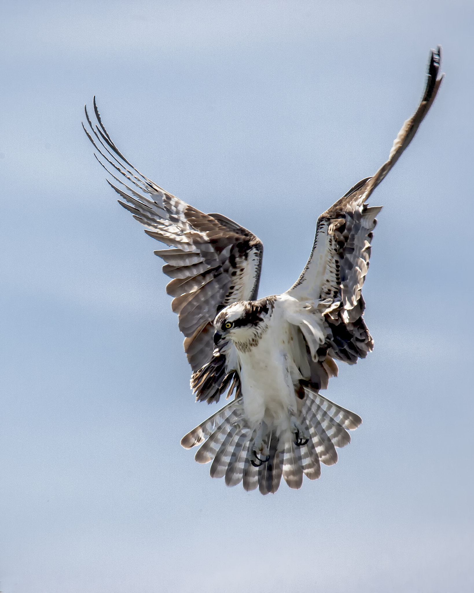 Canon EOS-1D Mark III sample photo. Balbuzard photography
