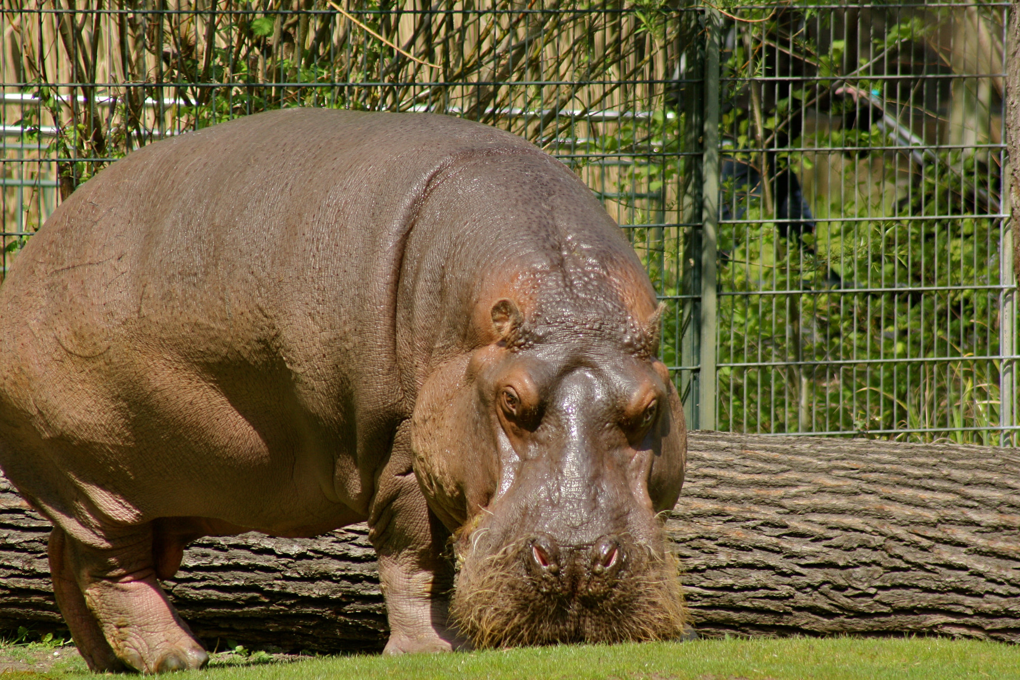 Canon EF 75-300mm f/4-5.6 USM sample photo. Zoologischer garten berlin photography
