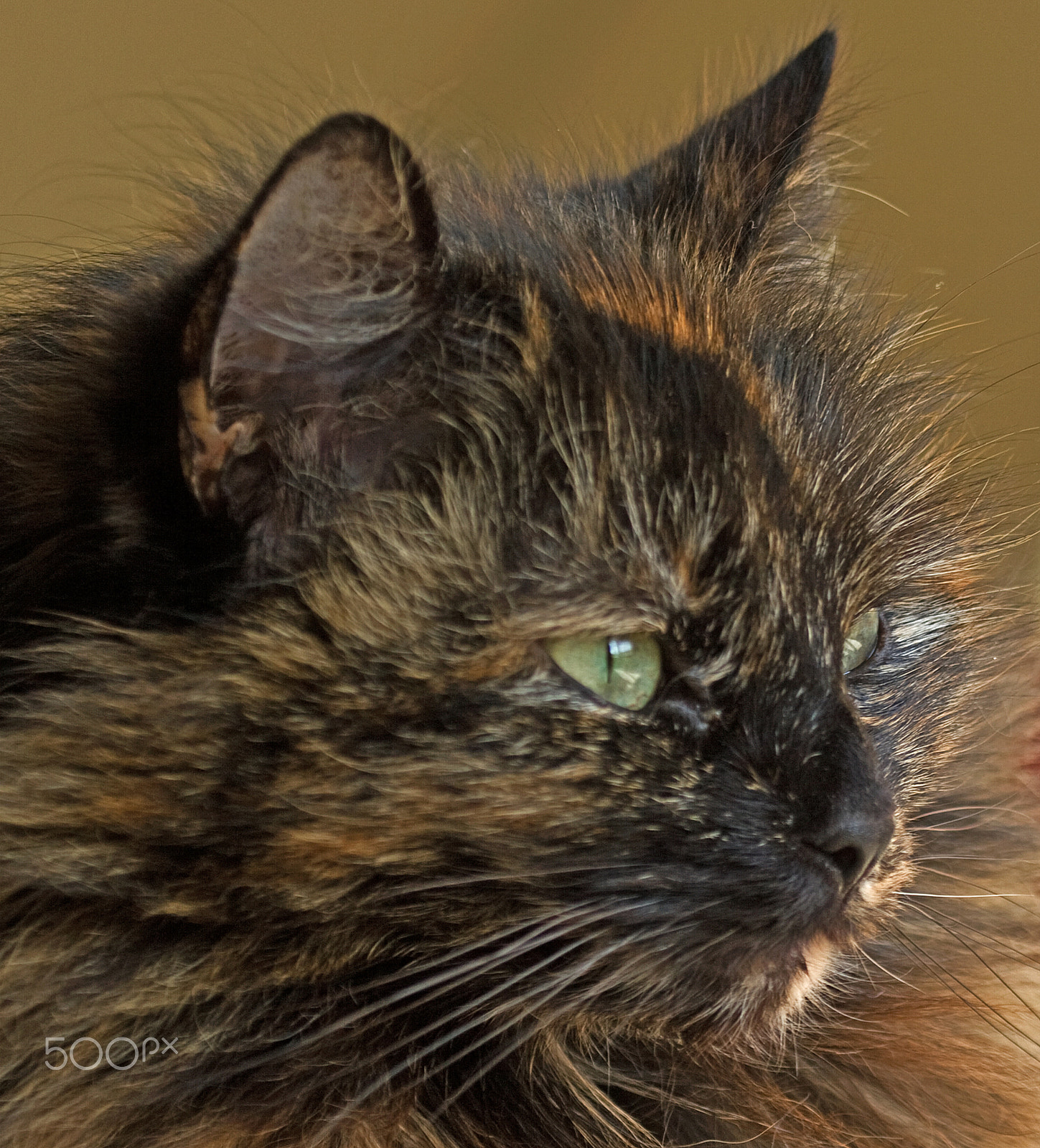 Canon EF 100-400mm F4.5-5.6L IS USM sample photo. Portrait of mischief photography