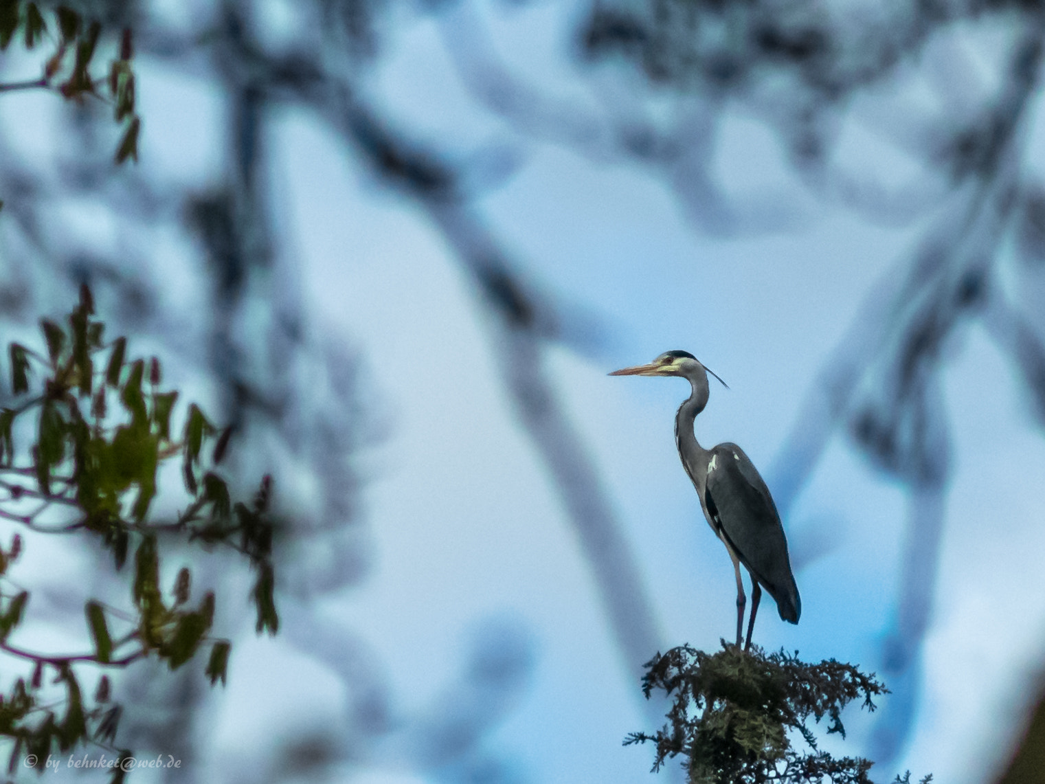 Minolta AF 70-210mm F4 Macro sample photo. Heron photography