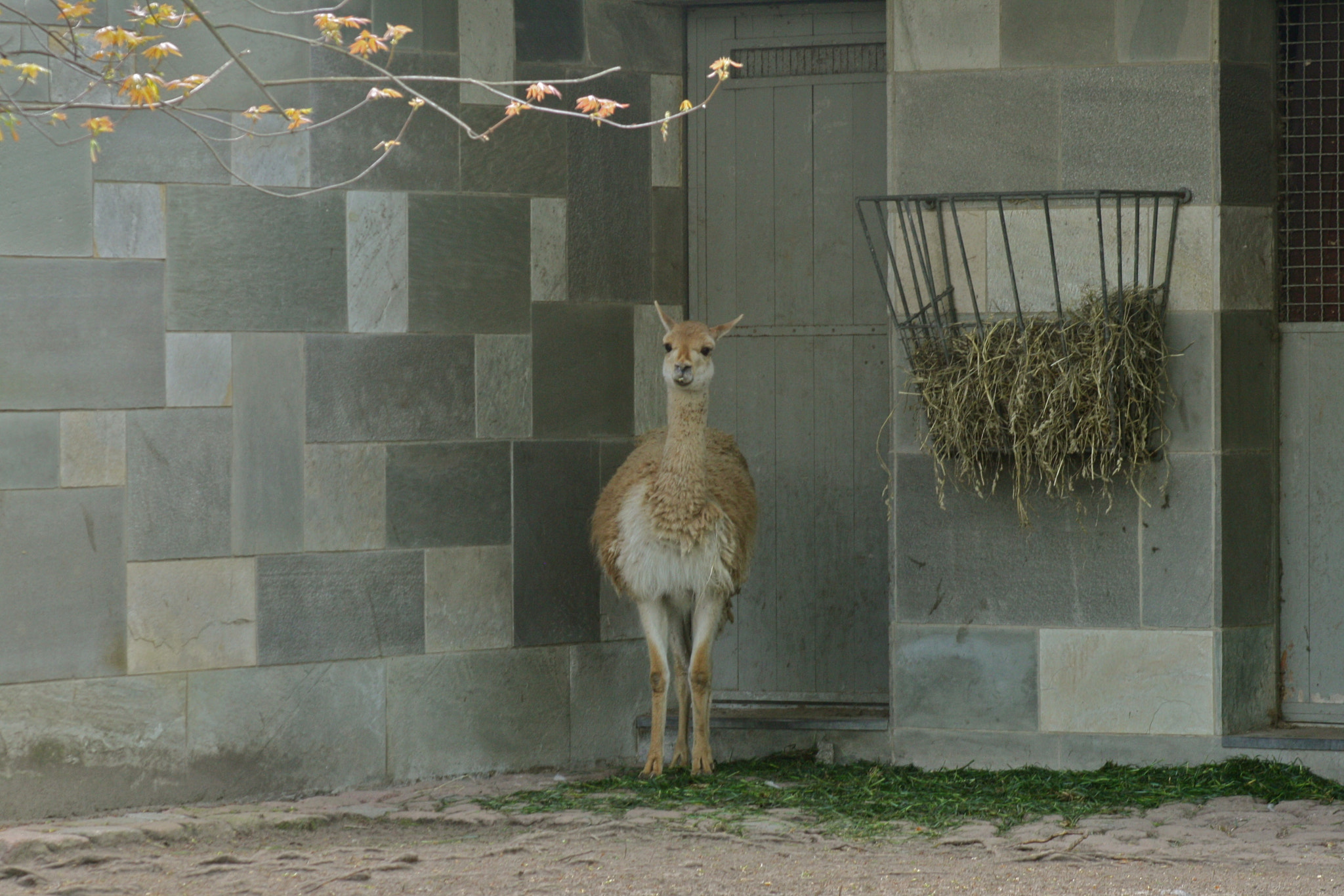Canon EF 75-300mm f/4-5.6 USM sample photo. Zoologischer garten berlin photography
