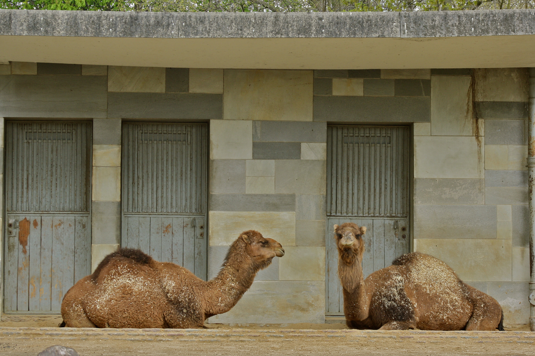 Canon EF 75-300mm f/4-5.6 USM sample photo. Zoologischer garten berlin photography