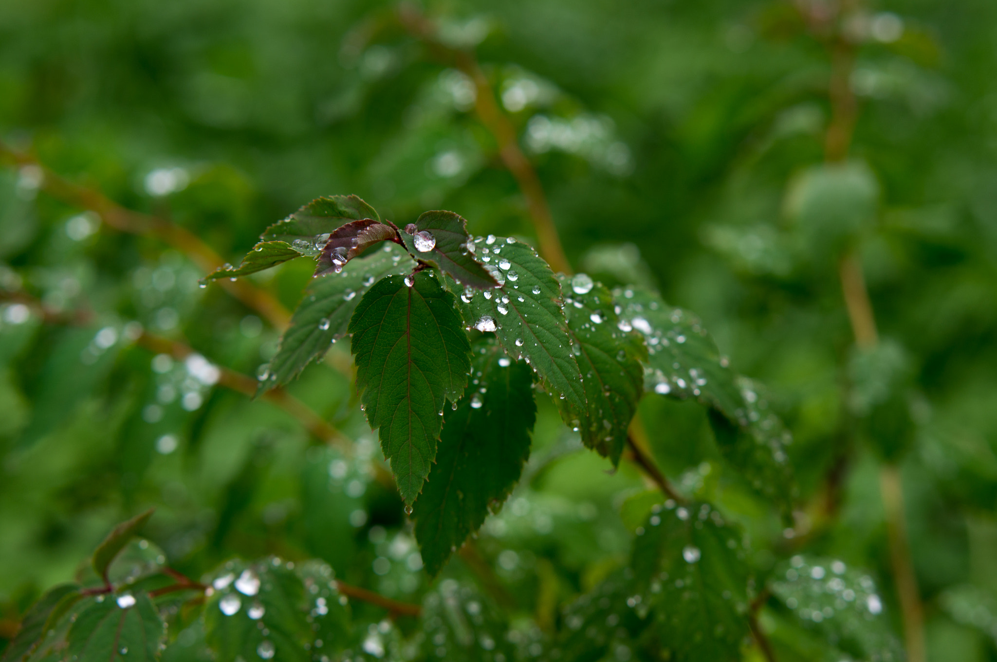Sony Alpha NEX-5N + E 50mm F1.8 OSS sample photo. After the rain. photography