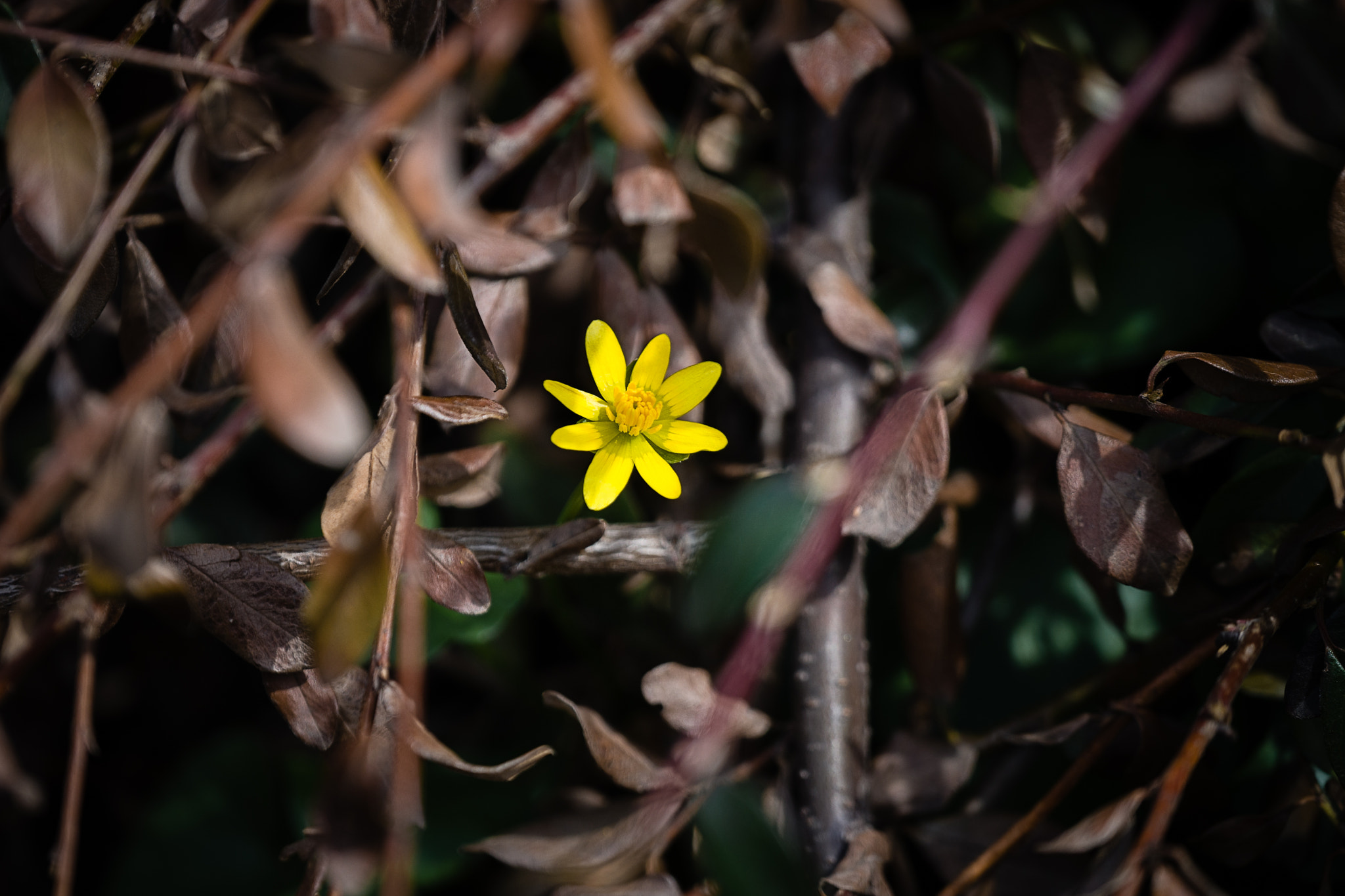 Sony 70-300mm F4.5-5.6 G SSM sample photo. Alone photography